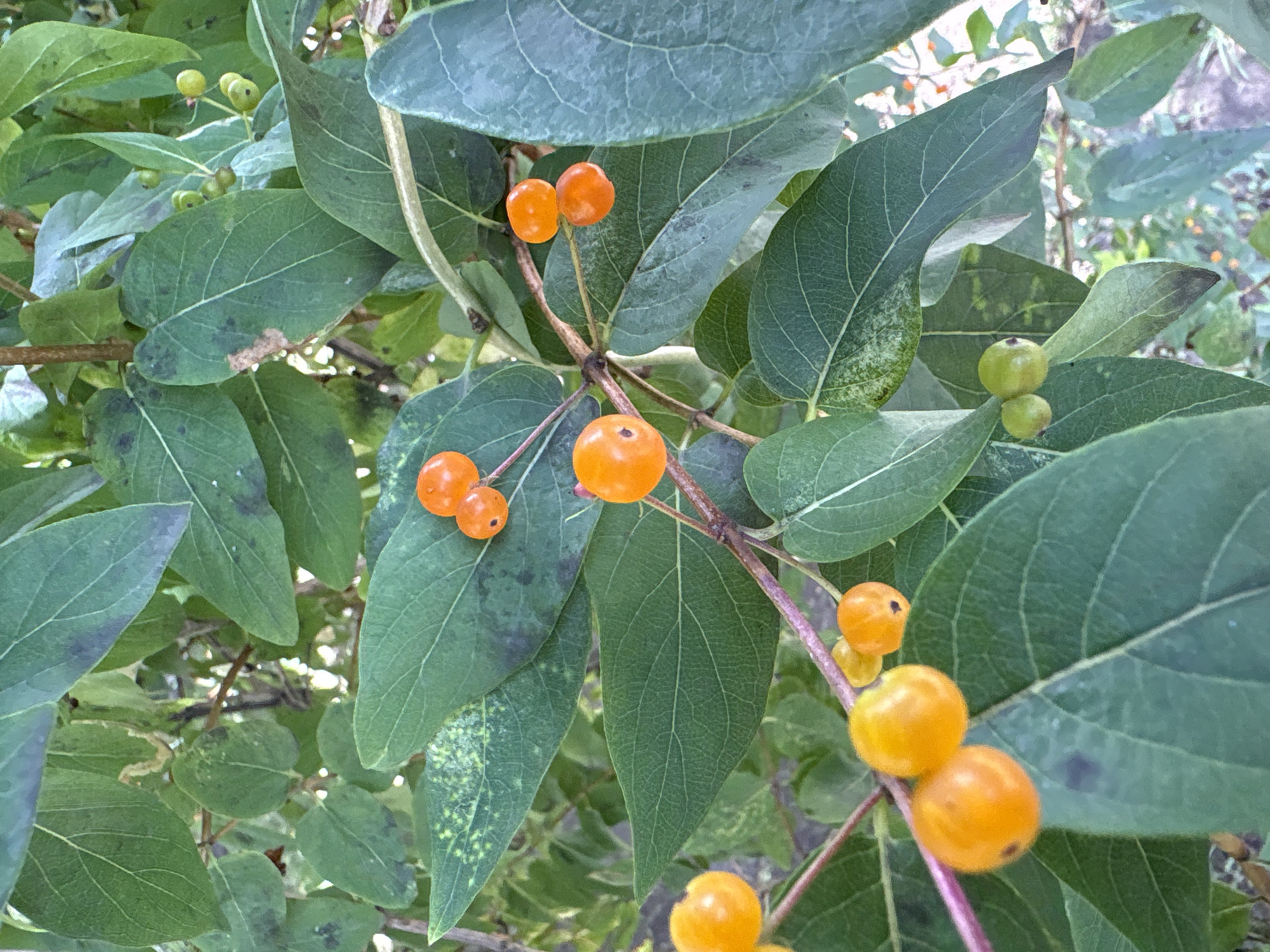 The image shows a close-up view of a plant with green leaves and small, round, orange berries. The berries are clustered on thin branches. Some of the leaves have dark spots. The background is out of focus and appears to be more foliage. There are no people or visible structures in the image. The scene is an outdoor natural environment. The location in the city of Vitsebsk, Belarus is not discernible from the image itself.