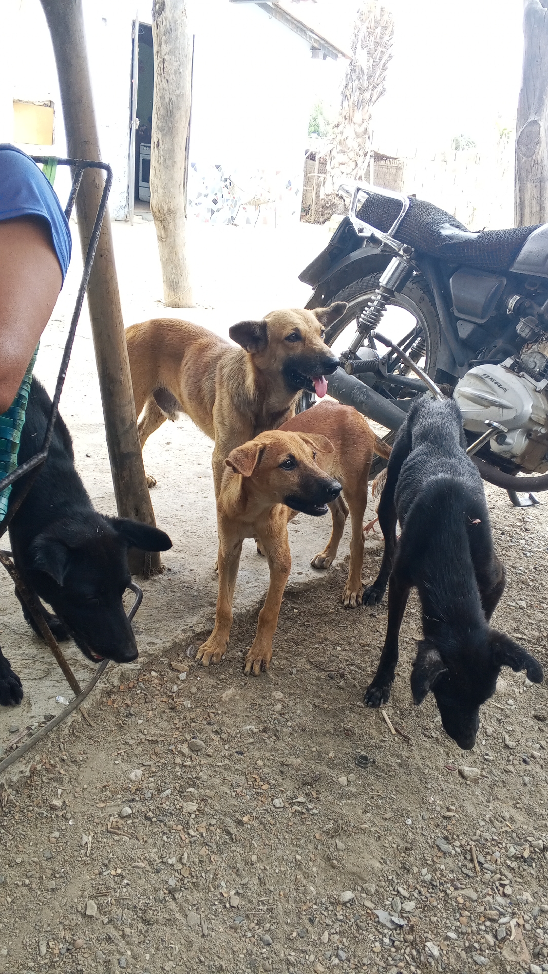 This image captures a group of four dogs in an outdoor, somewhat rustic setting during what appears to be a bright daytime.
The main subjects are four dogs and a partially visible person. On the far left, the arm and shoulder of a person wearing a blue shirt and green-striped fabric are visible. Two substantial wooden poles are prominent, one on the left near the person, and another in the center-right.
Four dogs are gathered on the dirt and gravel ground. In the center, a large, light brown dog stands, looking forward with its tongue slightly out, indicating it might be panting. Next to it, a smaller, reddish-brown dog stands with its head turned to the right. On the far left, a black dog is partially visible, with its head lowered towards the ground. Another black dog is on the far right, also with its head down, seemingly sniffing or focused on something on the ground. Their varied postures suggest either interaction with each other or a shared focus on the ground.
In the background on the right, parts of a black motorcycle are visible, including its rear wheel, seat, and a section of the engine where the word "BERA" can be faintly read. Beyond the immediate foreground, there is a building with white walls and a doorway, and some indistinct, bright foliage or trees under a clear sky. The ground is unpaved, composed of dirt and small stones, typical of an outdoor yard or open area. The bright lighting suggests sunny weather.