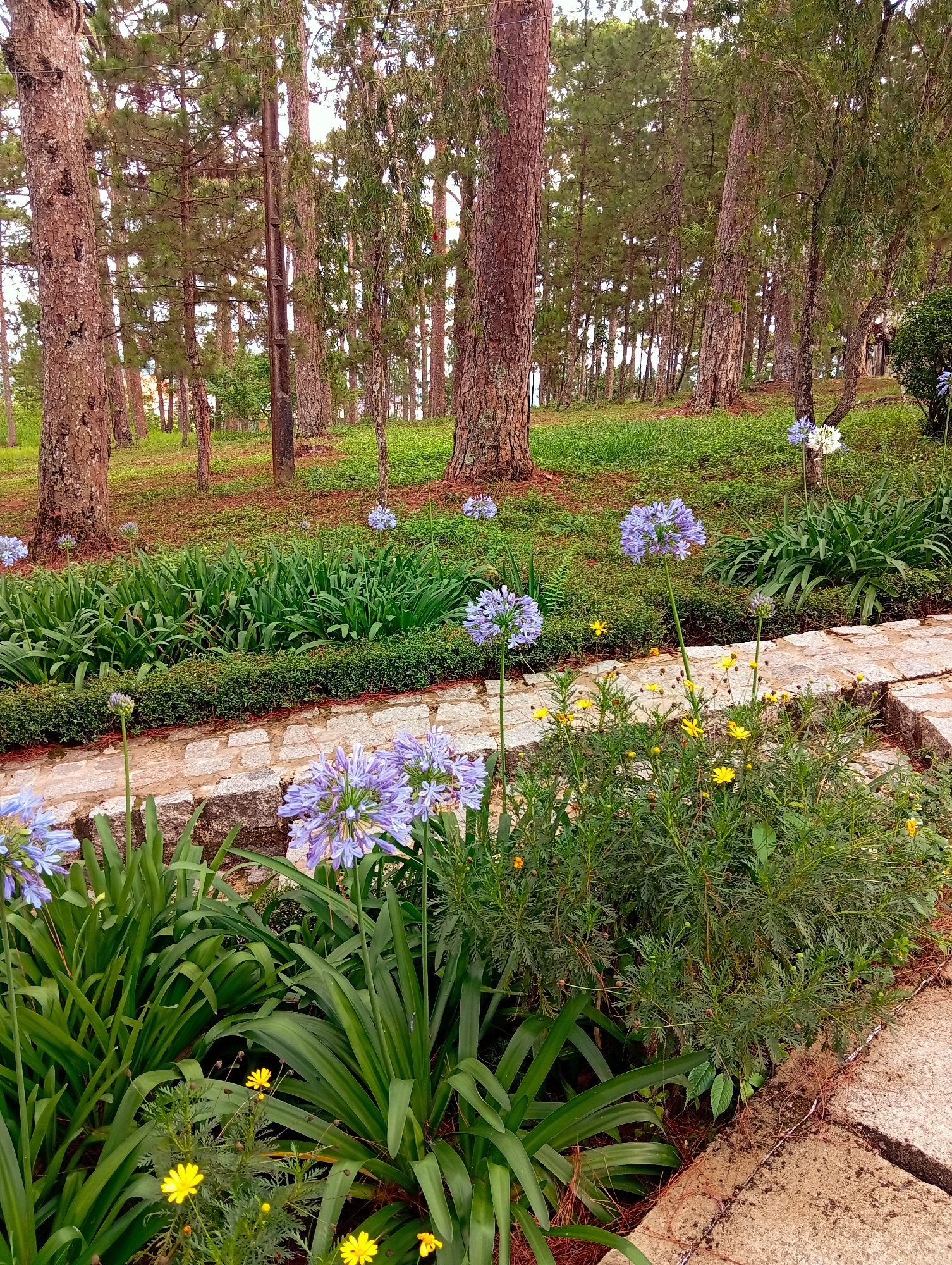 The image shows a garden landscape in Da Lat, Vietnam. A stone pathway borders a flower bed containing Agapanthus (African lily) with blue/purple blooms, and yellow daisies. In the background, a wooded area with tall, slender trees populates the scene. Underneath the trees, there is grass and other vegetation. The location's hilly terrain is apparent in the sloping landscape.
