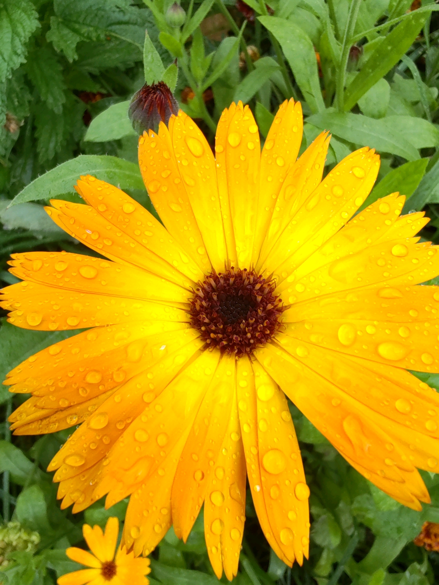 The image shows a close-up of a bright yellow marigold flower with water droplets on its petals. The flower is in full bloom and its center is dark brown. The background is filled with green leaves and a partially visible bud of another marigold flower. The overall scene suggests a garden setting, possibly after rain. The image does not contain any people or actions.