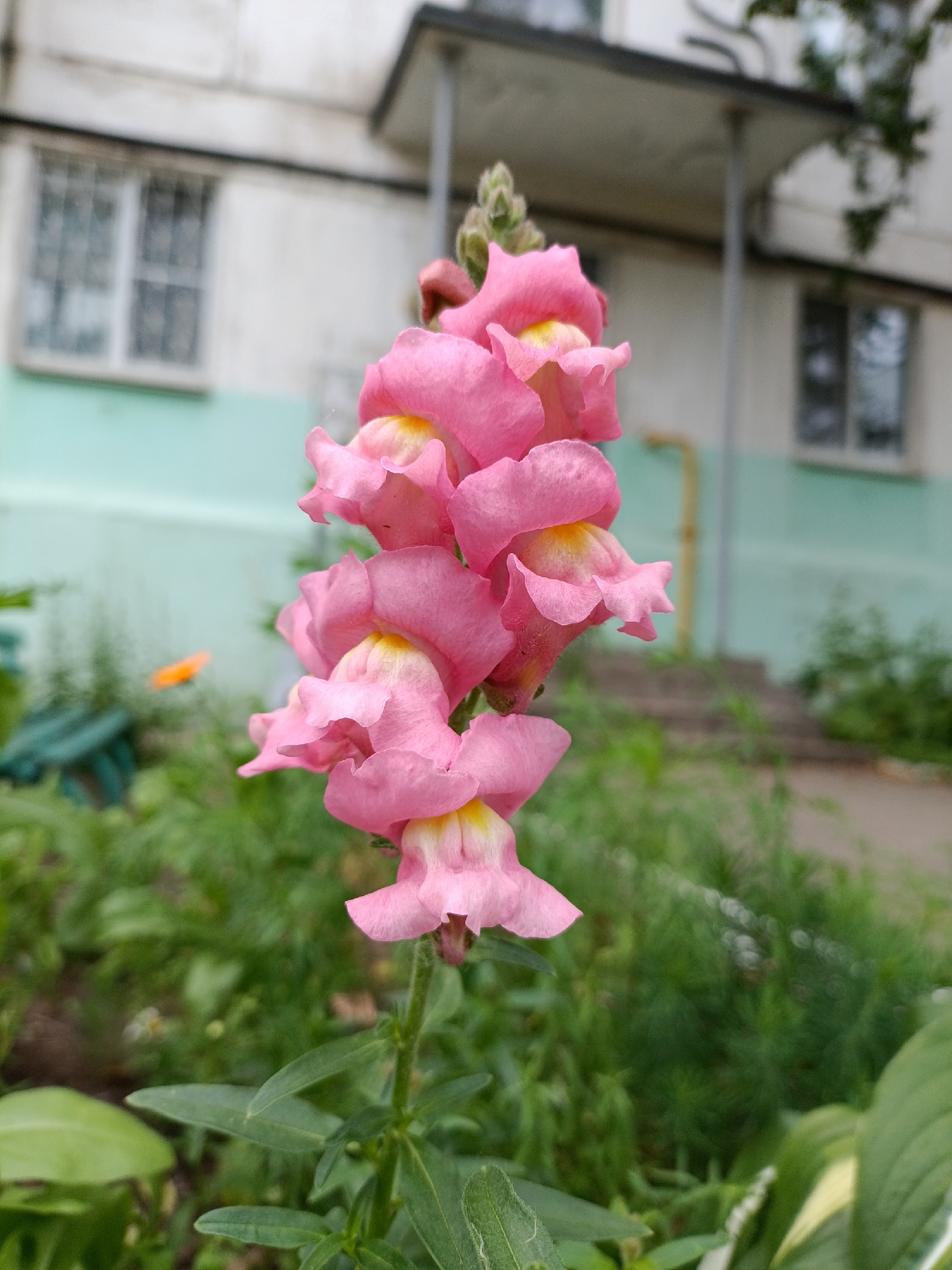 A vertical, close-up, eye-level shot features a pink snapdragon flower in sharp focus, its delicate petals and yellow centers catching the light. The bloom is part of a taller stalk with several flowers, some more open than others, and a few buds at the very top. The flower stalk and surrounding green leaves are vibrantly colored, contrasting with the blurred background.
The background depicts a slightly out-of-focus scene of a building with a white and pale green facade. A window with a metal grate is visible on the left, and another darker window is present on the right. A light-colored overhang or balcony is above the windows. A yellow pipe or conduit runs vertically along the building's wall. The area in front of the building is filled with lush green foliage, suggesting a garden or planted area. In the middle ground, there's a hint of a pathway or stairs leading up to the building.
The overall impression is of a sunny day, possibly in the late morning or afternoon, given the bright lighting and clear focus on the flower. The scene evokes a sense of natural beauty against an urban backdrop. There is no visible text in the image. The location is identified as Chaikovsky, Russia.