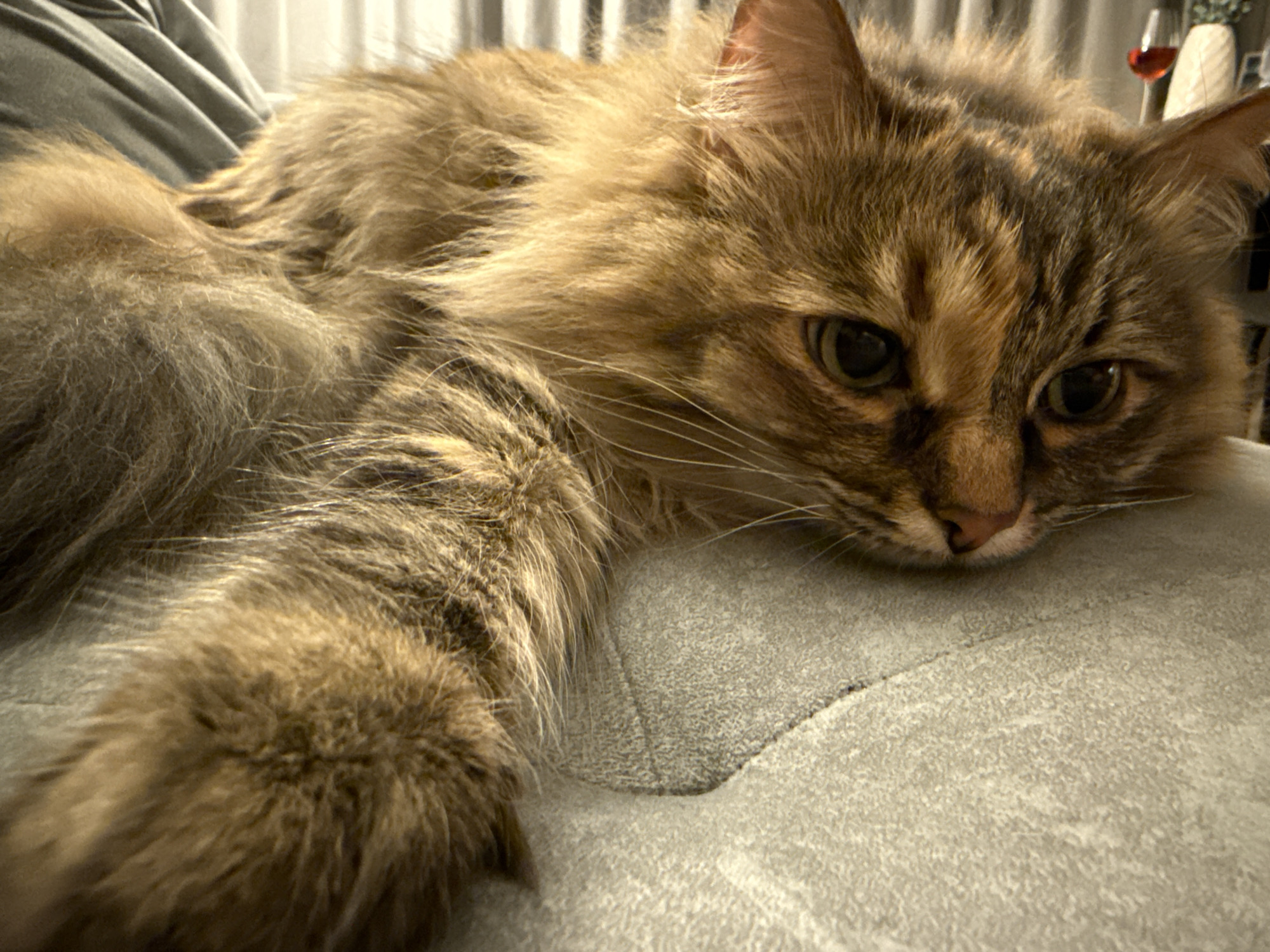 A medium-long haired cat, primarily brown and tan with darker brown stripes, is lying down on a gray surface. The cat's front paw is extended towards the lower left corner of the image. The cat's head is resting on the gray surface, and its eyes are open. In the background, there's a partially visible piece of gray furniture and a window with light-colored curtains. There's also a wine glass with red liquid in the background. The location and city are not discernible from the image.