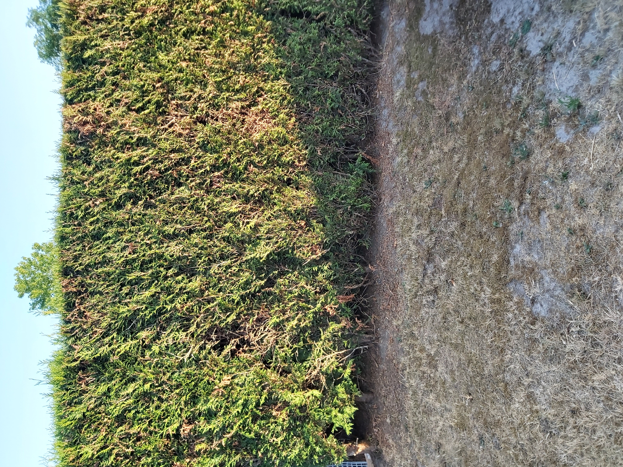 The image shows a dense green hedge with some areas of brown, dead foliage. The hedge is in front of a clear blue sky. The ground in front of the hedge is covered in dry, brown grass. The scene appears to be outdoors in a garden or yard. There are no people or animals visible in the image.