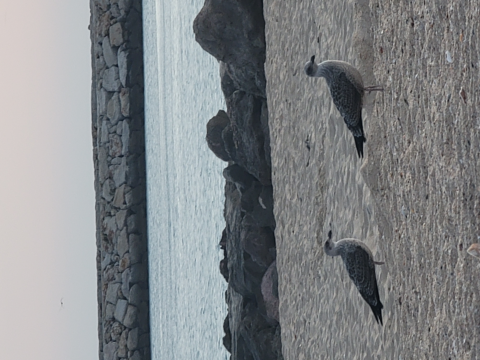 Two seagulls stand on a sandy beach, with a body of water and a breakwater made of large stones in the background. The seagull on the left is facing left, and the seagull on the right is facing right. The sky is a pale, overcast color. The scene is likely located in Quarteira, Portugal, given the presence of a breakwater common in coastal areas of the city.