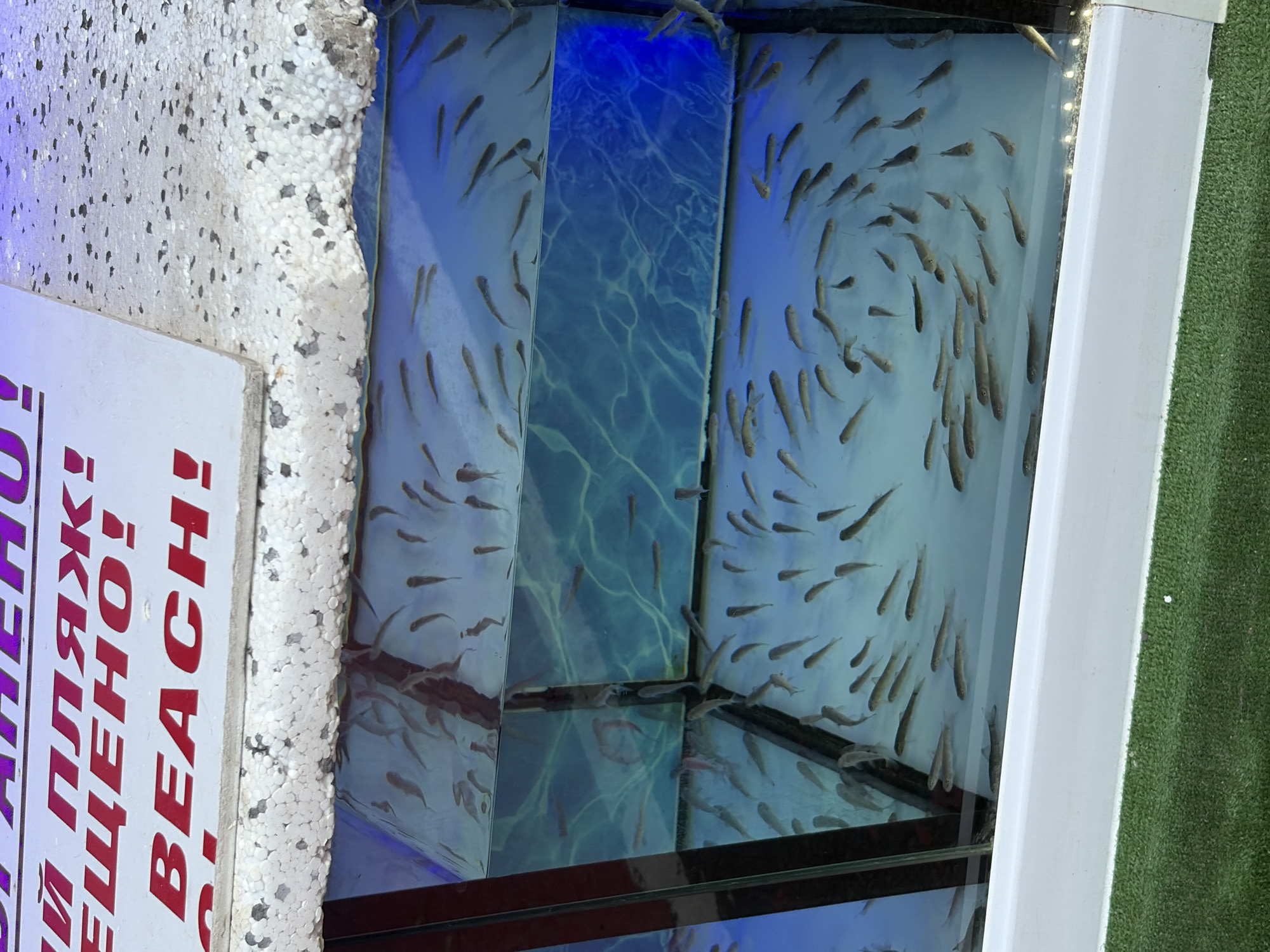 The image shows a fish spa with a sign that reads "И ПЛЯЖ! ЕЩЕНО! BEACH!". The fish spa is a rectangular tank filled with clear blue water and many small fish swimming around. The tank is illuminated with blue light, creating a calming atmosphere. The tank is surrounded by a white frame and sits on a green surface that appears to be artificial grass. The sign, in purple and red lettering, is partially visible on the left side of the image. The overall impression is a clean and inviting space, likely a tourist attraction in Obzor, Bulgaria, offering a unique spa experience. The time of day and weather are not discernible from the image. The scene is peaceful, with the fish gracefully moving through the water.