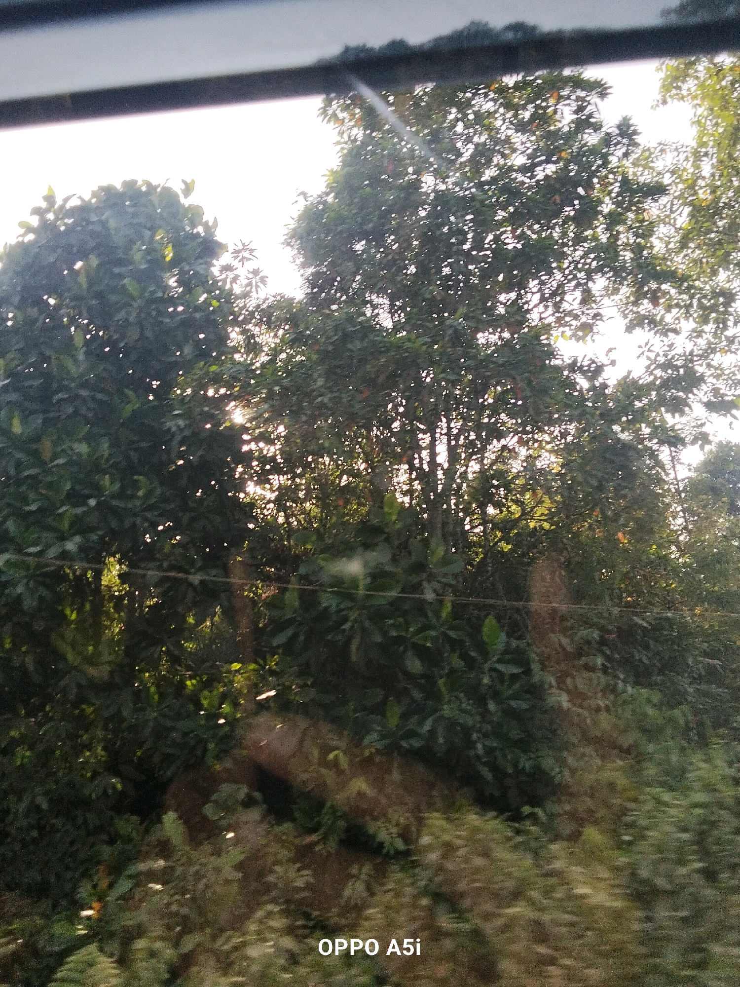 The image captures a scene of dense foliage and trees bathed in sunlight, suggesting an outdoor environment. The sun's rays are filtering through the leaves, creating a dappled light effect. The overall impression is one of natural beauty, possibly a forest or a garden. The image was taken in the city of Tabanggele, Indonesia. The text "OPPO A5i" is visible in the lower right corner, indicating the device used to capture the photograph. There are no people visible in the image. The environment is overwhelmingly green and lush, with a variety of plant life. The image appears to be taken from a slightly elevated perspective, possibly from a moving vehicle, given the slight blur in the foreground.