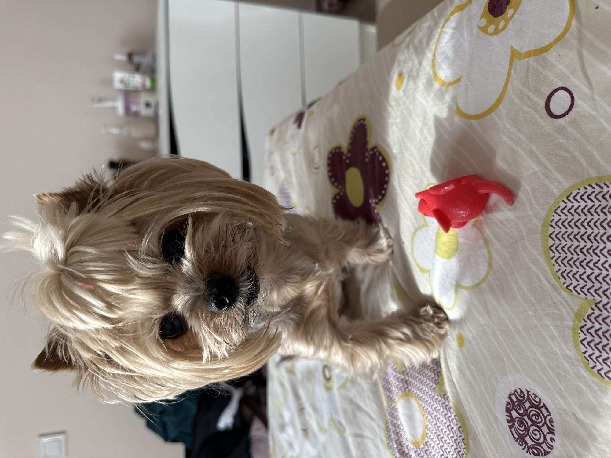 The image, taken in Sofia, Bulgaria, captures a small, light-furred dog, likely a Yorkshire Terrier, lying on a bed indoors during the daytime. The dog, positioned towards the left of the frame, has long, blonde and light brown hair that partially covers its dark eyes, and a prominent black nose. Its expression appears calm and directly attentive to the camera.
The bed is covered with a patterned duvet featuring large floral motifs in white with yellow outlines, and smaller, more stylized flowers and circular patterns in maroon/purple and yellow. To the right of the dog, on the bed, rests a small, bright red plastic toy, possibly a chew toy.
In the background, a light-colored wall is visible, with a section of white wardrobe or cabinet doors on the right. Blurry objects, possibly toiletries or bottles, are discernible on a surface in the distance against the wall. The scene is illuminated by bright natural light, casting subtle shadows, suggesting it is daytime. No discernible text is visible in the image. The overall atmosphere is peaceful and domestic, likely a bedroom setting.