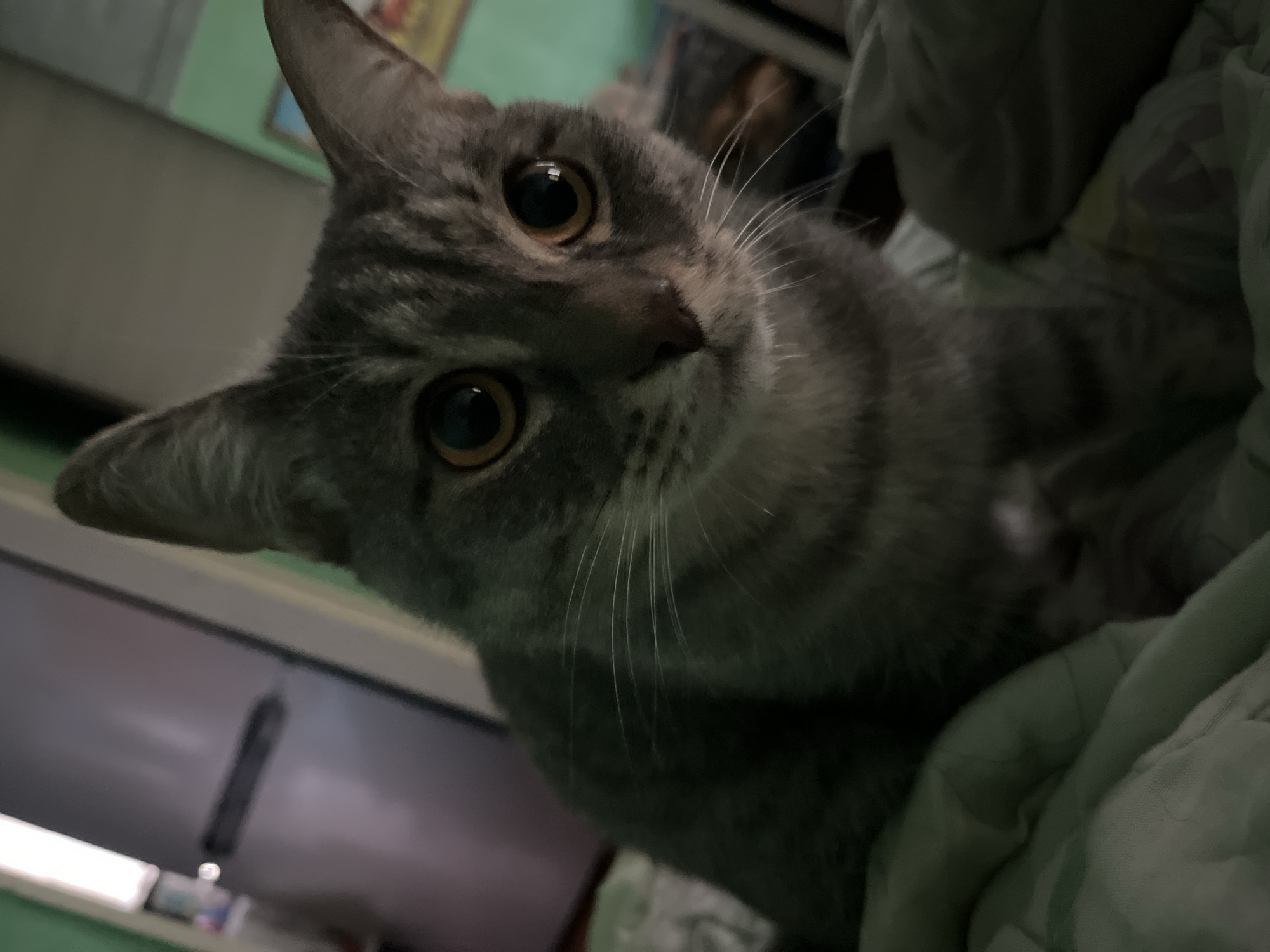 A close-up, slightly angled shot shows a gray tabby cat. The cat is lying on a light green quilted blanket or comforter. The cat's head is tilted slightly to the left, with its eyes looking directly at the camera. The cat has amber eyes, a gray nose, and long white whiskers. The background is blurry, but there is a white cabinet or shelf visible, along with a green wall and some other objects that are out of focus. The location is not possible to ascertain from the visual information provided.