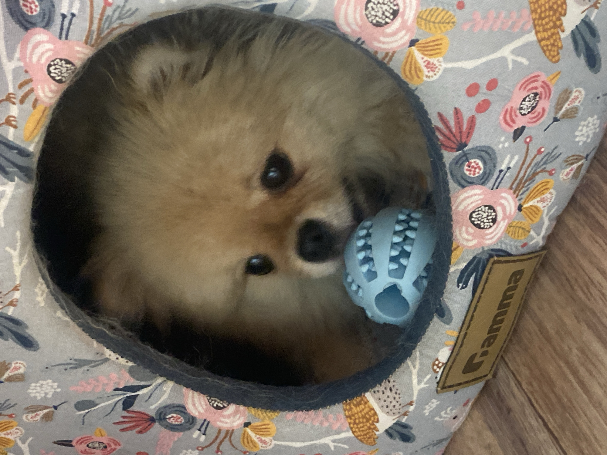 A Pomeranian dog rests in a circular opening of a grey, fabric dog bed adorned with a floral and bird pattern. The dog has light brown fur and is looking down at a blue chew toy. The dog bed has a brown "Gamma" logo tag on the lower left side. The background consists of a wooden floor. The image is taken from a slightly high angle. The lighting suggests it was taken indoors.