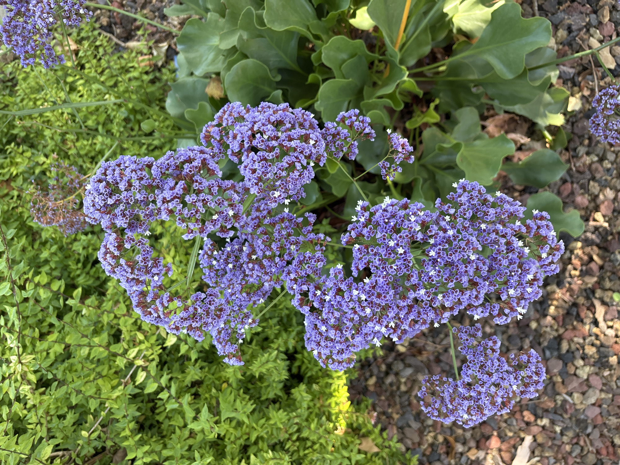 A high-angle, close-up shot captures clusters of purple Limonium flowers with small white centers, set against a backdrop of lush green foliage and a ground covered in small, multicolored pebbles. The Limonium blooms, a vibrant shade of lavender, are densely packed on thin, branching stems, creating an airy, cloud-like appearance. Some of the blooms are tinged with a deeper reddish-purple at their core. Interspersed among the purple flowers are tiny white blossoms that stand out against the darker petals.
To the left of the flowers, a dense mass of bright green leaves forms a thick hedge, with some leaves showing lighter green or yellowish variegation. The foliage is tightly arranged, creating a textured, almost uniform green wall.
To the right of the Limonium, larger, wavy-edged green leaves are visible. These leaves are a deeper, more muted green than the foliage on the left and have a slightly leathery texture. Their undulating edges create a softer, more sculptural element in the composition.
The ground beneath the plants is a mosaic of small, angular pebbles in shades of brown, gray, red, and beige. The pebbles are unevenly distributed, creating a textured, natural surface. A few dry, brown leaves are scattered amongst the stones, suggesting a natural garden setting.
The lighting suggests it is daytime, with sunlight illuminating parts of the scene, creating subtle highlights and shadows. The overall impression is one of a well-maintained garden, possibly a residential backyard or a public green space within Sacramento, California. There are no people or animals visible in the image, and no discernable structures or man-made objects beyond the garden elements themselves.
