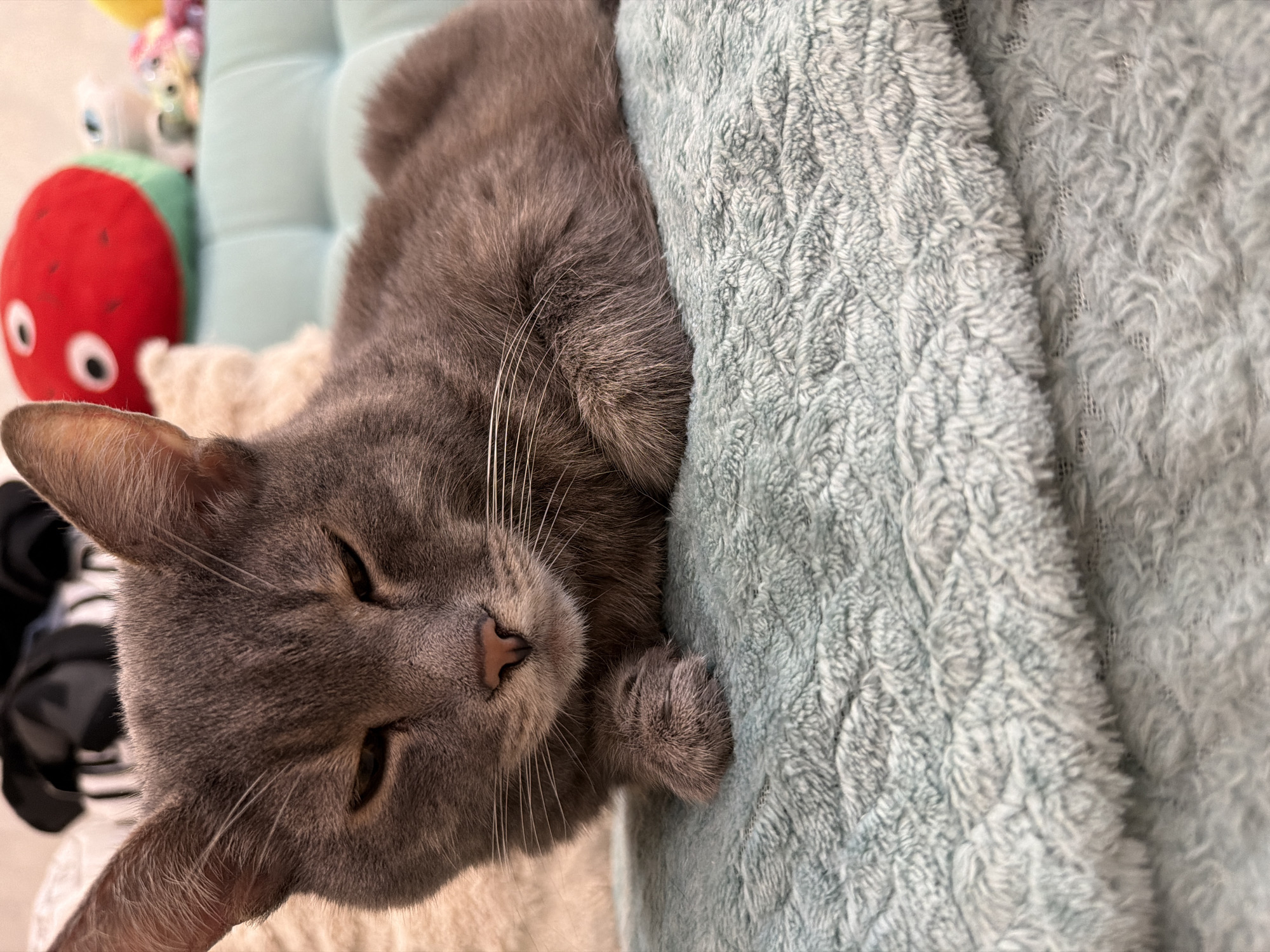 The image shows a close-up of a grey tabby cat lying on a textured blue blanket. The cat is facing slightly to the left, with its eyes closed and its head resting on its paws. The background is blurred but appears to show some stuffed toys and furniture. There is no information in the image that can identify its location in Solikamsk, Russia.