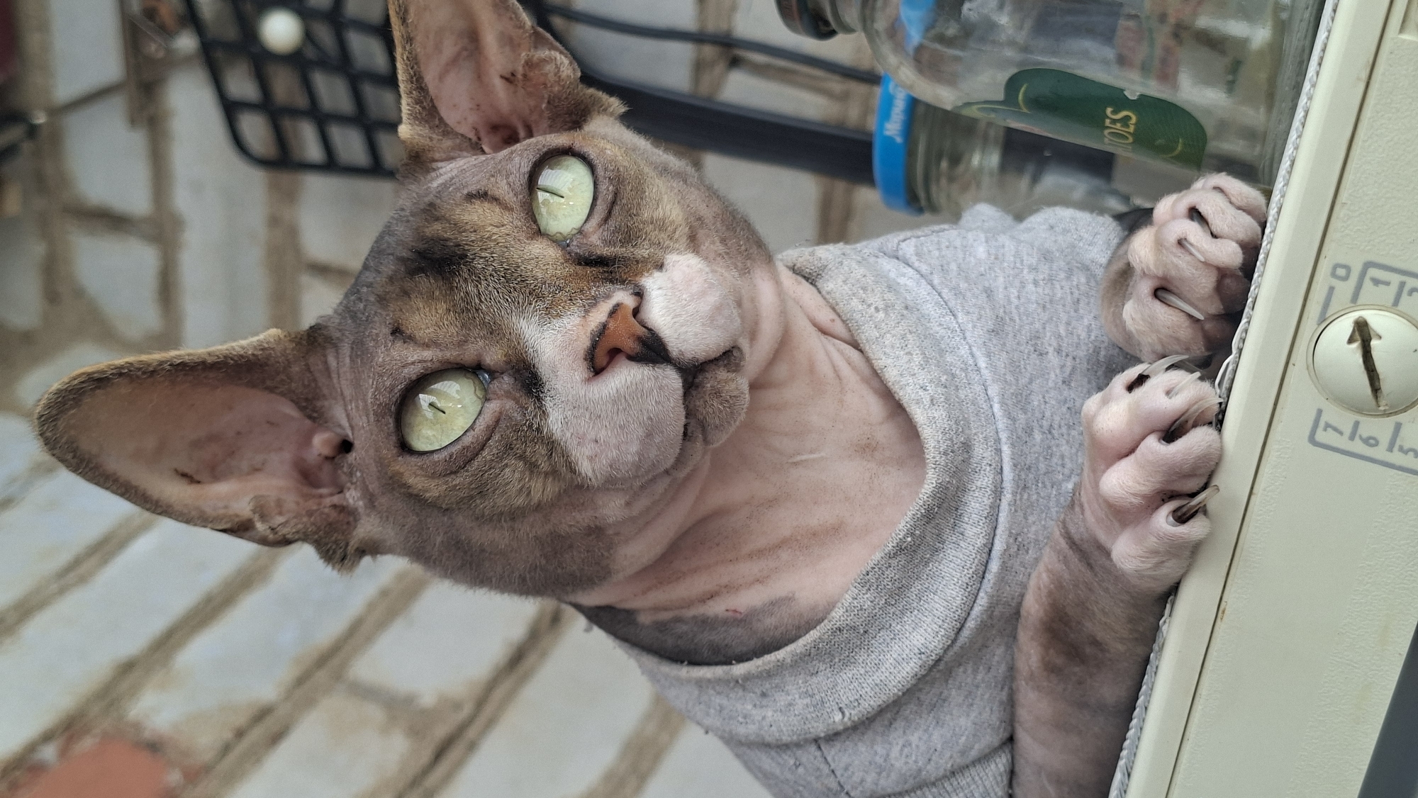 A close-up shot captures a hairless cat, likely a Sphynx breed, indoors. The cat is wearing a grey t-shirt and its large ears are prominent against a blurred brick wall background. Its eyes, a striking green, are wide open, and its gaze is directed slightly to the left. Visible in the foreground are the cat's front paws, with sharp claws extended, resting on a white surface that appears to be electronic equipment with some dials. Behind the cat, on a shelf, are several glass jars, one of which has a green label with the text "TOES" visible. The overall scene suggests an indoor domestic setting within the city of Myadzyel, Belarus.