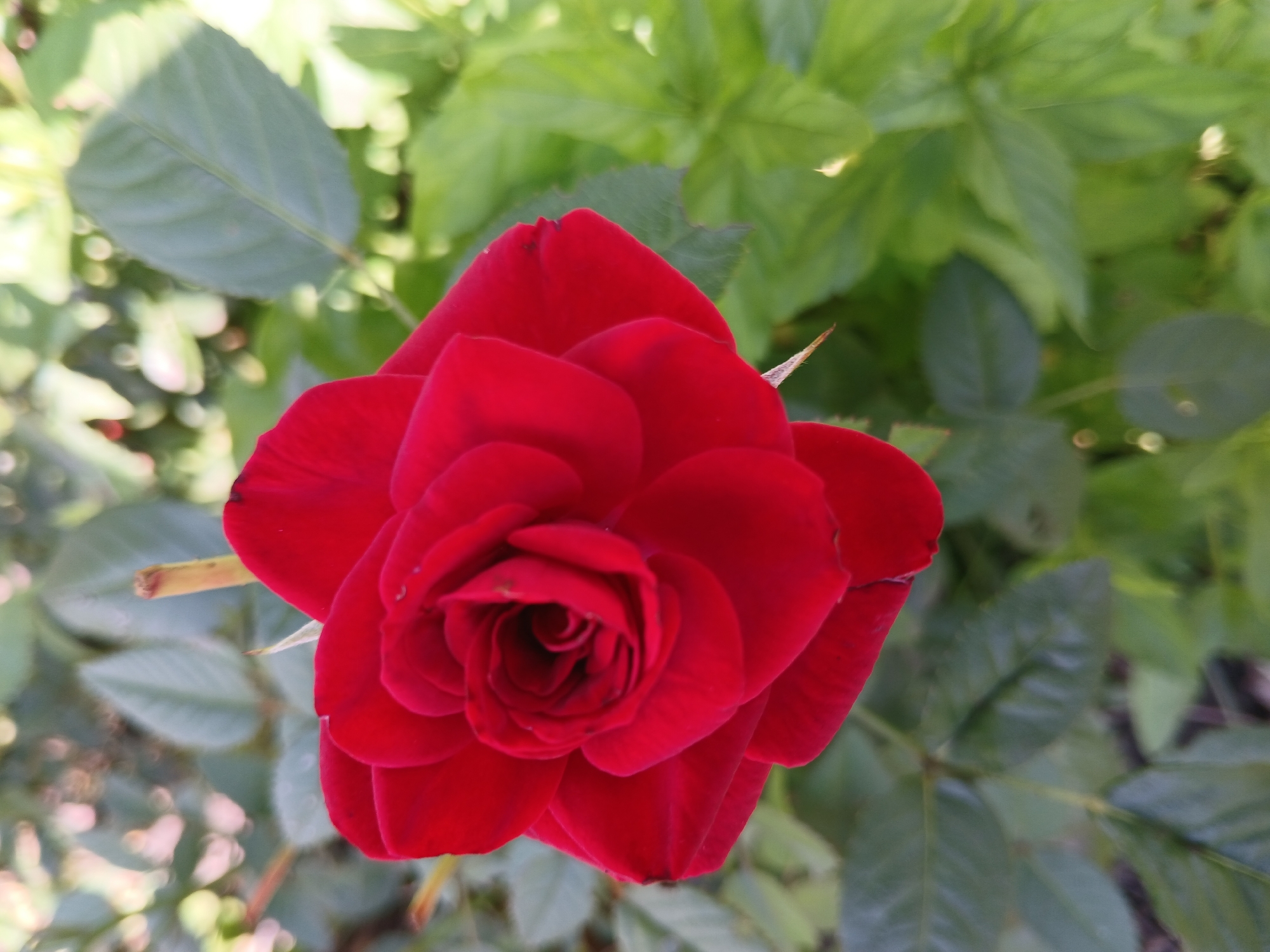 A close-up, high-angle shot features a vibrant red rose in full bloom. The rose's petals are tightly furled towards the center, creating a rich, velvety texture. The background is a soft blur of green foliage, suggesting an outdoor setting, possibly a garden or park. The lighting appears natural, highlighting the rose's deep red hue. The image is sharpest on the rose, with the surrounding leaves and stems softly out of focus. There are no people or animals visible in the frame, and the scene is static, focusing solely on the natural beauty of the flower. This photograph was taken in Lipetsk, Russia.