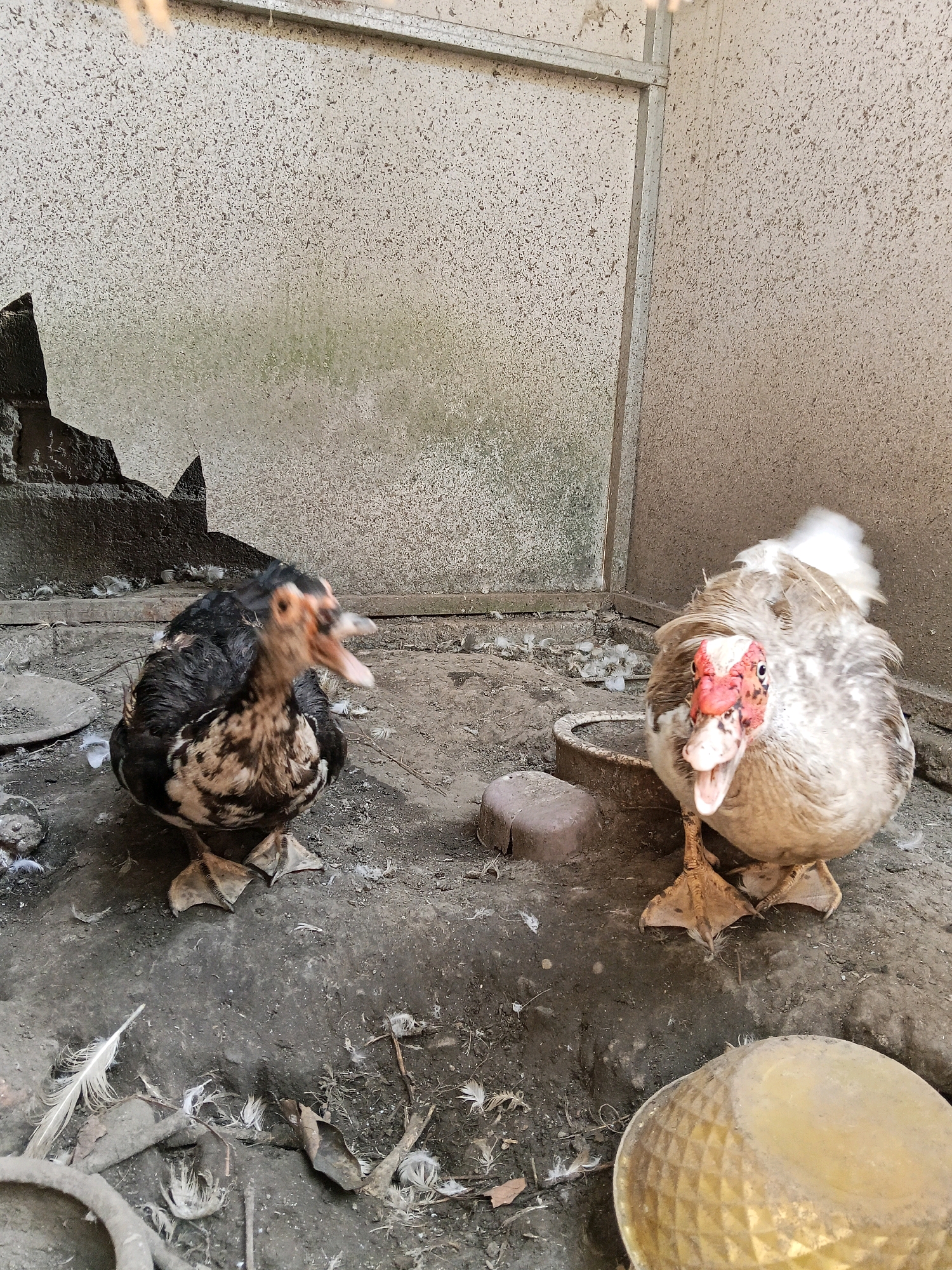 Two ducks are in an outdoor enclosure with a concrete wall and floor. One duck, on the left, is mostly black and white and has its beak open. The other duck, on the right, is a lighter color with reddish markings around its eyes and beak and also has its beak open. There are scattered feathers and some debris on the ground. The scene is consistent with a backyard or farm in Gaprang, Indonesia.