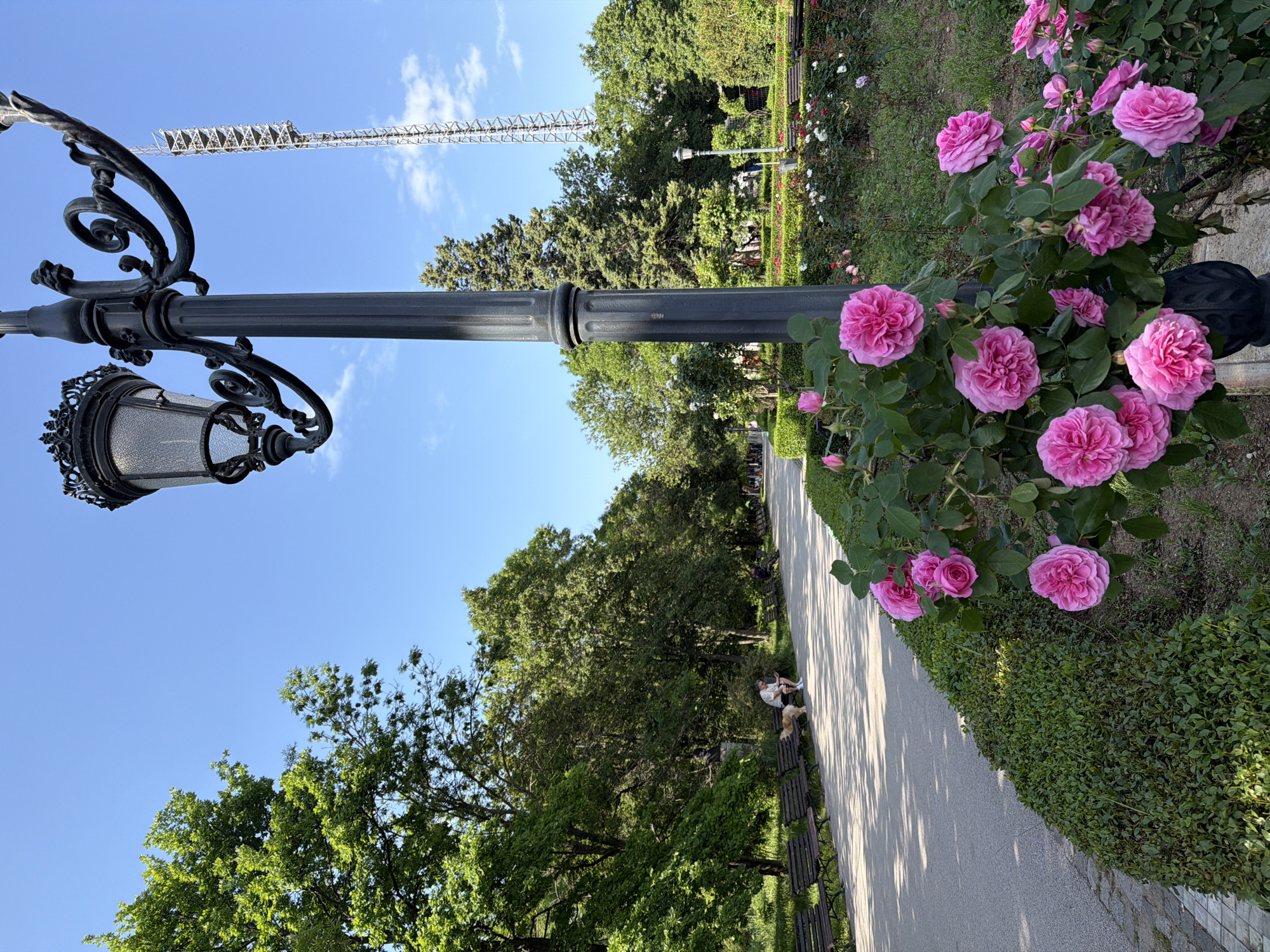 The image depicts a park scene in Sofia, Bulgaria. A grey lamppost with an ornate, vintage-style lamp stands on the left, partially obscured by a bush of vibrant pink roses. Beyond the lamppost and roses, a paved walkway stretches into the distance. Along the walkway, wooden benches are visible, and a person is seated on one with a dog beside them. The environment includes lush green trees and foliage on both sides of the walkway, suggesting a well-maintained park. A tall metal structure, possibly a construction crane, is visible in the background against a clear blue sky with scattered clouds. The image is taken from a ground-level perspective.