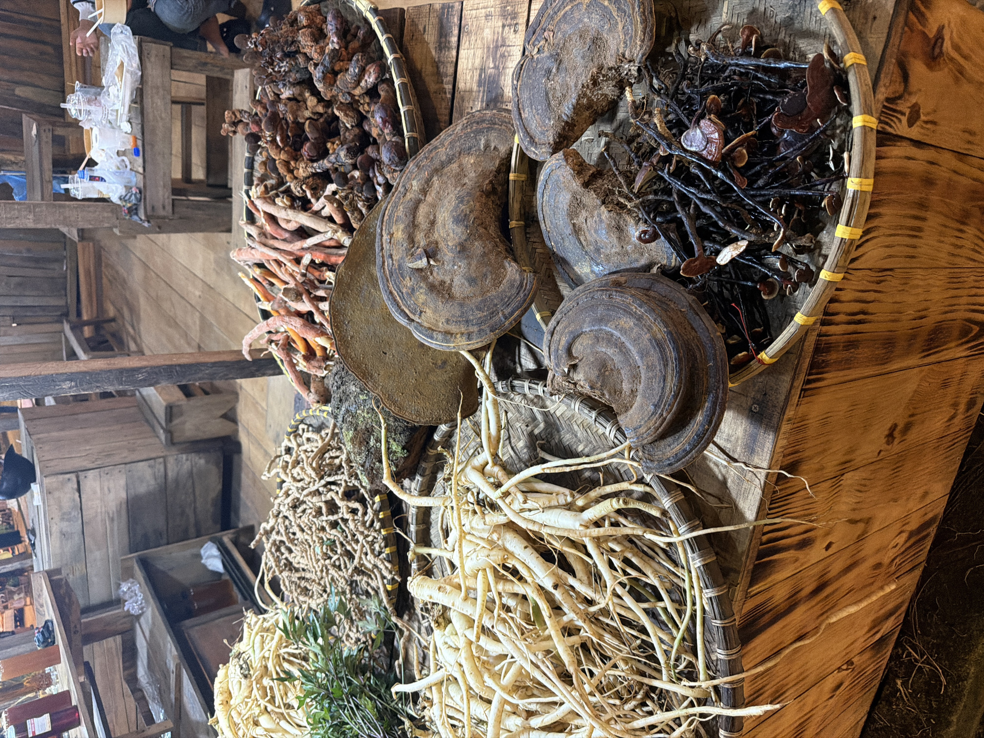 The image displays a vibrant collection of natural produce, likely medicinal herbs or dried foods, arranged on a rustic wooden surface at what appears to be a market stall in Măng Đen, Vietnam. The scene is viewed from a slightly elevated perspective.
Prominently featured in the center are several large, dark brown, disc-shaped mushrooms with distinct concentric rings, consistent with dried Reishi mushrooms (Linh Chi). To their upper left (when viewed upright), a generous pile of elongated, irregularly shaped, lumpy brown and reddish-brown fungi, resembling cordyceps or a similar medicinal fungus, fills a woven basket. Adjacent to this, in the lower left, a large quantity of slender, off-white, branching roots, possibly ginseng or a similar adaptogenic root, is piled high in another woven basket, with some green leafy fragments visible at the bottom. Next to these white roots, a tangled mass of dried, light brown roots or rhizomes creates another distinct section of the display. In a smaller woven container to the upper right, a collection of dark twigs and small, cap-like fungi is arranged.
In the background, a rustic wooden structure, possibly a shelf or part of the stall, is visible. Partially obscured figures, likely vendors or customers, are present on a higher level to the upper left, with glimpses of legs and torsos. Several clear plastic bottles, some containing liquid, are hanging from a wooden beam in the upper left background. The overall setting evokes a traditional, earthy atmosphere, emphasizing natural products. There is no visible text.