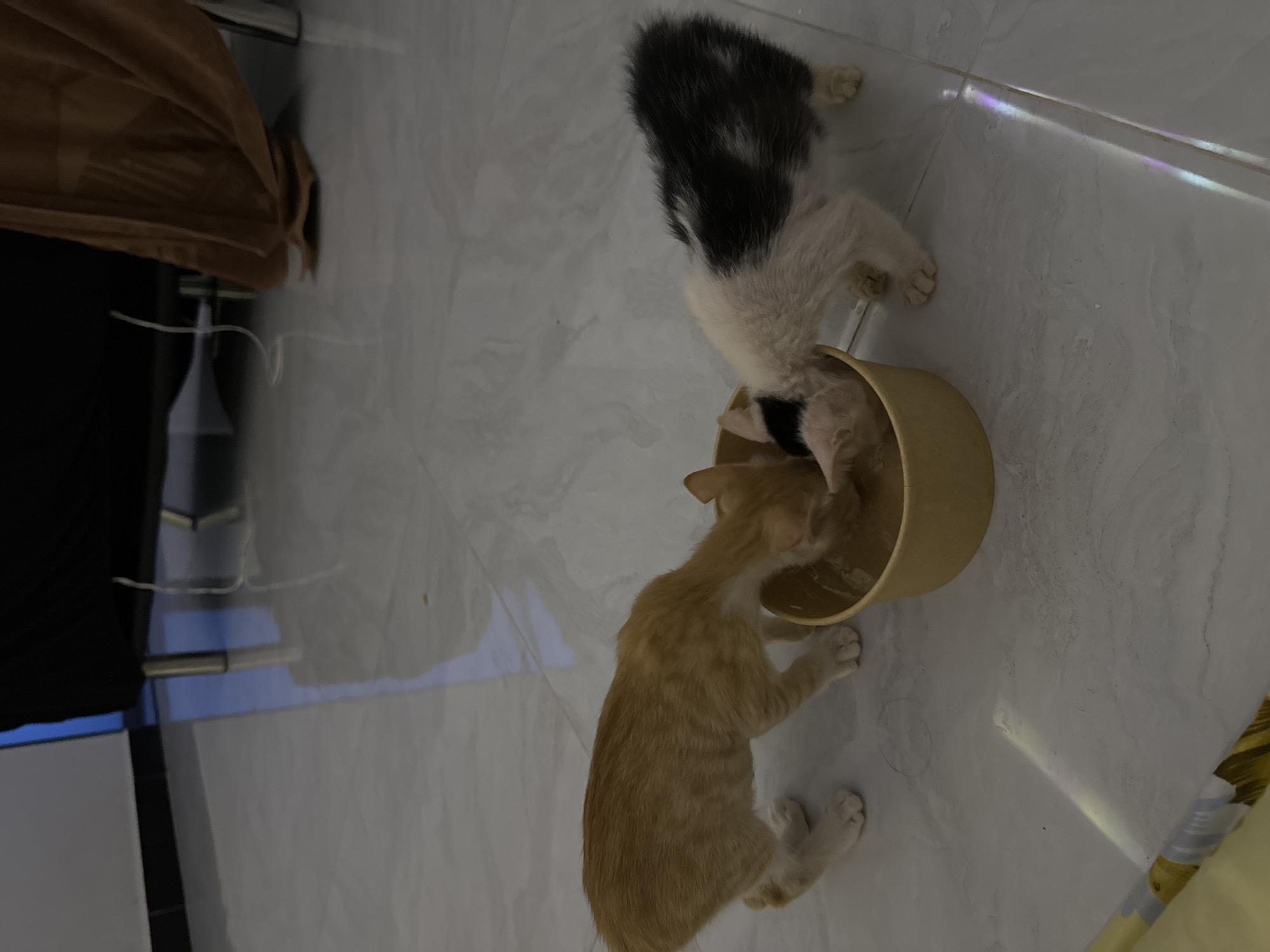 Two kittens are sharing food from a beige bowl on a tiled floor. An orange tabby kitten is on the left, with its head inside the bowl. A black and white kitten is on the right, also eating from the bowl. The floor is made of large, light-colored tiles with subtle veining. In the background, a dark piece of furniture with metal legs is visible, along with a draped piece of brown fabric. The overall lighting is dim, with some reflections on the floor. This scene is not indicative of any specific location in Mũi Né, Vietnam; it appears to be an indoor setting.