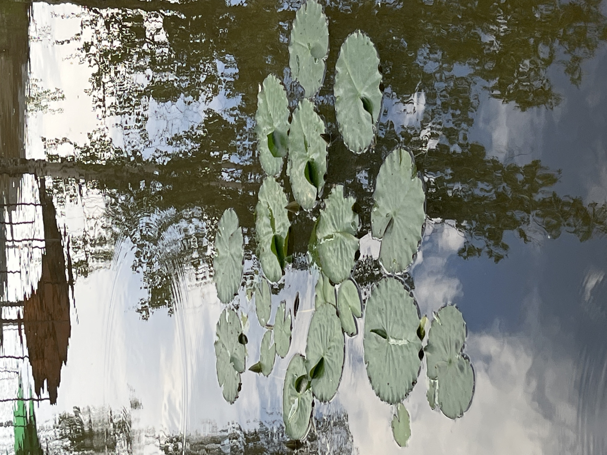The image displays a tranquil pond dotted with numerous green lily pads. Reflections of trees and a structure, possibly a pier or bridge, are visible on the water's surface. The lighting suggests it is daytime. The image does not depict any people or actions. Given the context of Chaikovsky, Russia, this scene could be located in a park or natural area within the city, such as near the Kama River or within a public garden.