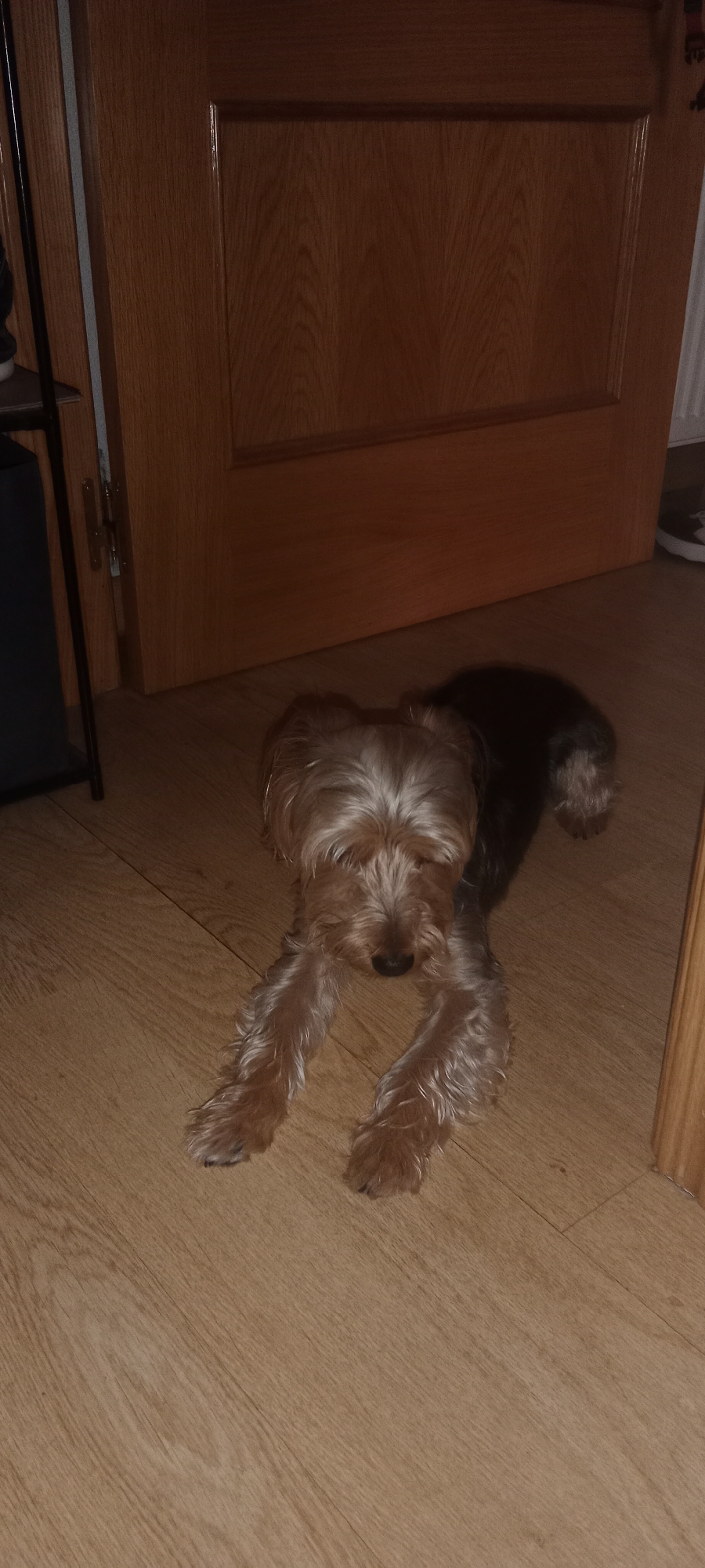 A tan and brown Yorkshire Terrier lies on a light brown laminate wood floor in what appears to be an indoor setting, possibly a home in Galapagar, Spain. The dog is positioned with its front paws extended forward. Behind the dog is a light brown wooden door with a visible grain pattern and a darker wood trim. To the left of the door, a black metal shelf unit with a dark bag on it is partially visible. The lighting in the room is dim, casting shadows on the floor and highlighting the dog's fur.
