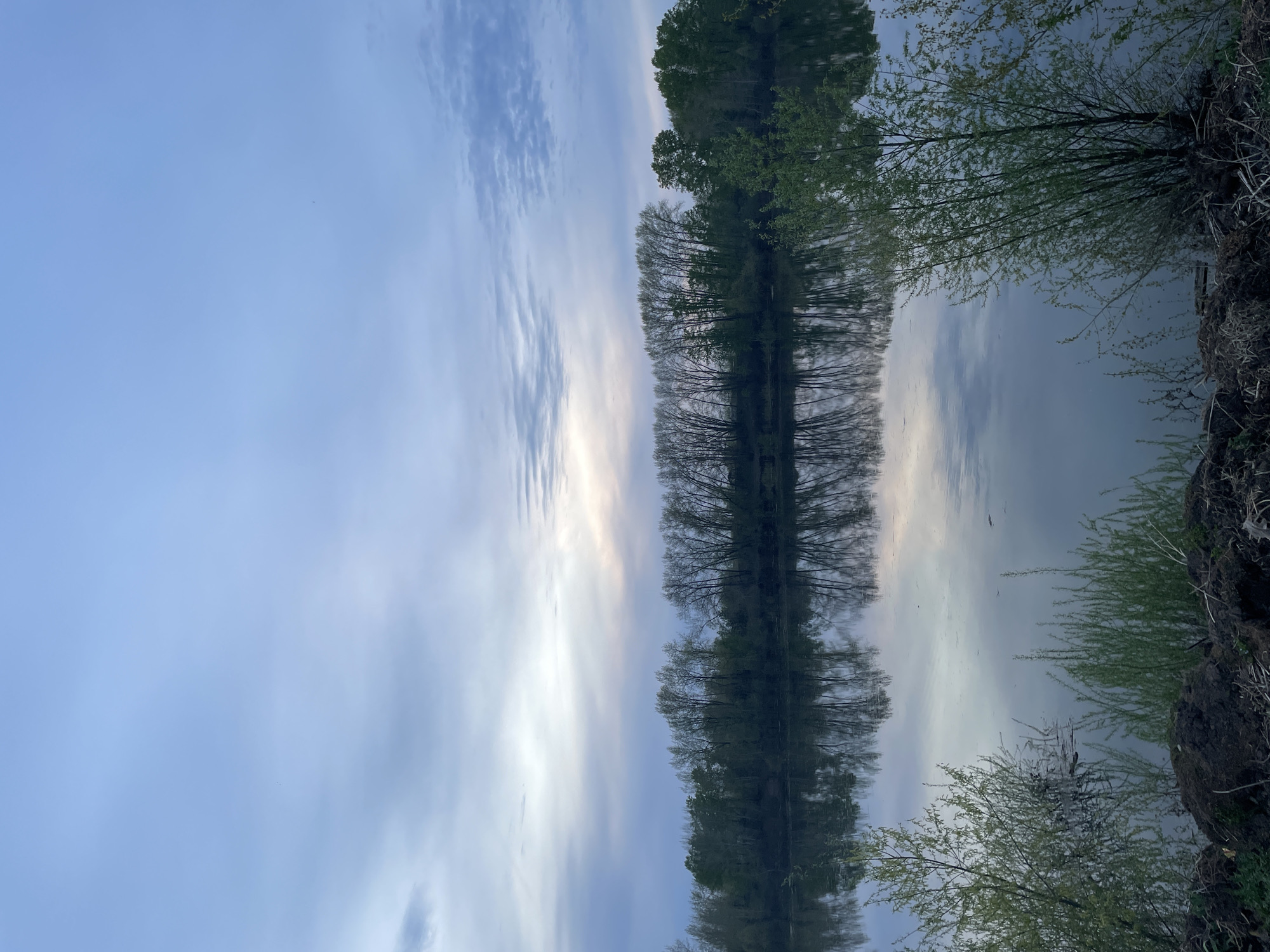 The image depicts a body of water reflecting a line of trees and the sky. The sky is light blue with streaks of white clouds. The trees line the edge of the water, with some having more dense foliage than others. The water's surface is mostly still, reflecting the trees and sky with some distortion. The bank of the water is visible on the right side, covered in vegetation and some soil. The location is likely Chaikovsky, Russia, as requested, but without additional information, it is impossible to confirm this definitively. The scene suggests a tranquil environment, possibly a lake or wide river within a natural area.