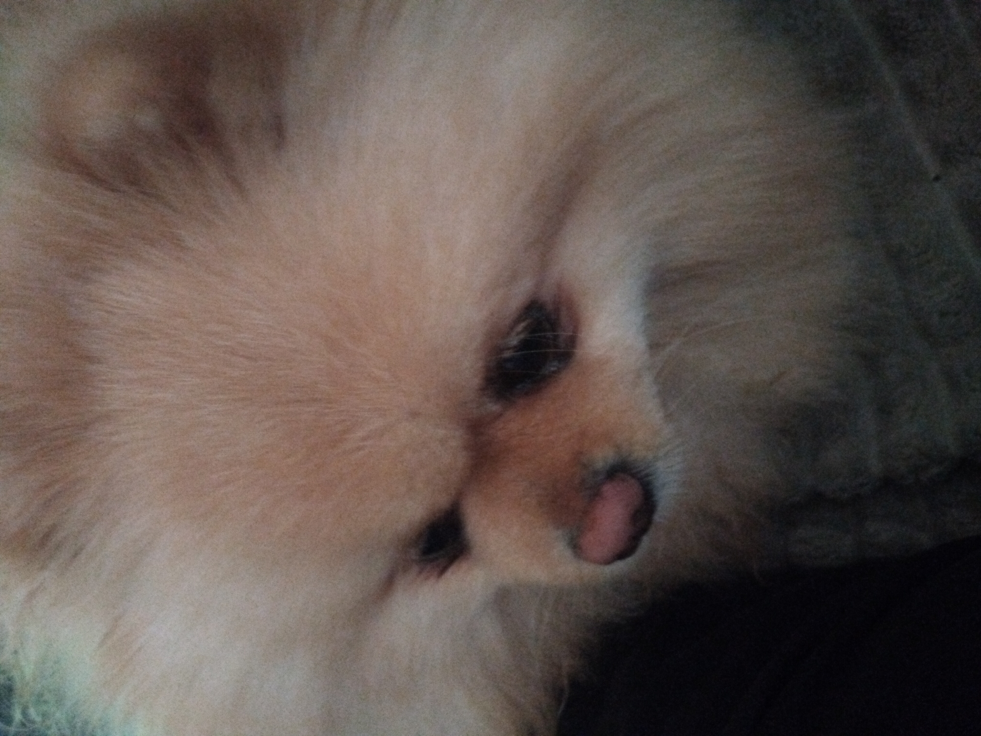 The image is a close-up of a Pomeranian dog's face. The dog has light brown fur and dark eyes. The dog's nose is pink. The background is dark and blurry. The image does not contain any information about the city of Apriltsi, Bulgaria.