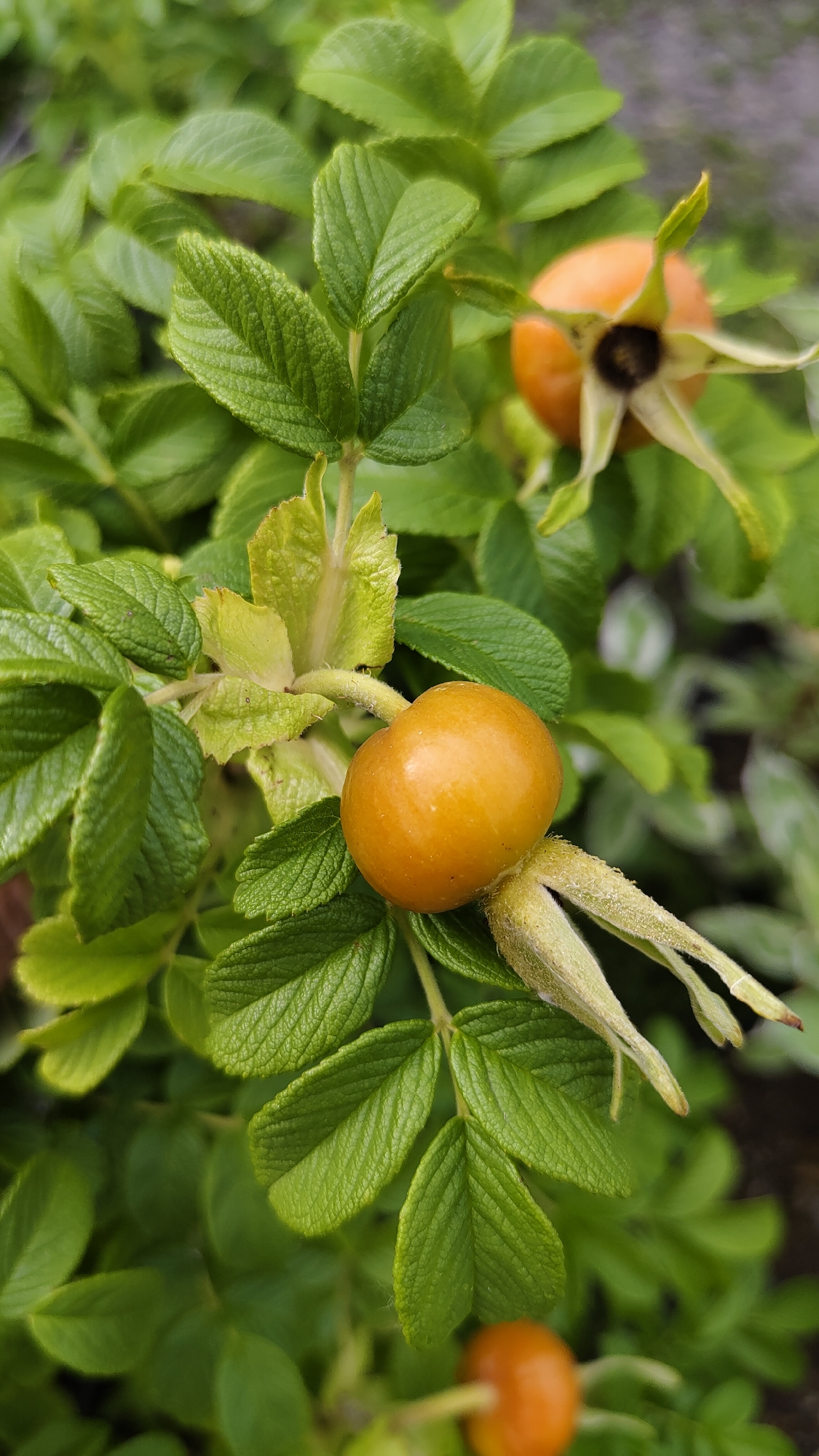 A close-up, eye-level shot captures a rosehip plant with vibrant green foliage and ripening orange rosehips. The plant is in focus, highlighting the texture of the leaves and the fuzzy sepals at the base of the rosehips. One rosehip is prominently positioned in the foreground, while another is slightly out of focus in the background. A third rosehip is visible at the bottom of the frame, also out of focus. The background is a soft blur of green leaves and a hint of gray, suggesting an outdoor setting. The image does not contain any information that would allow for the localization to the city of Krasnoyarsk, Russia.