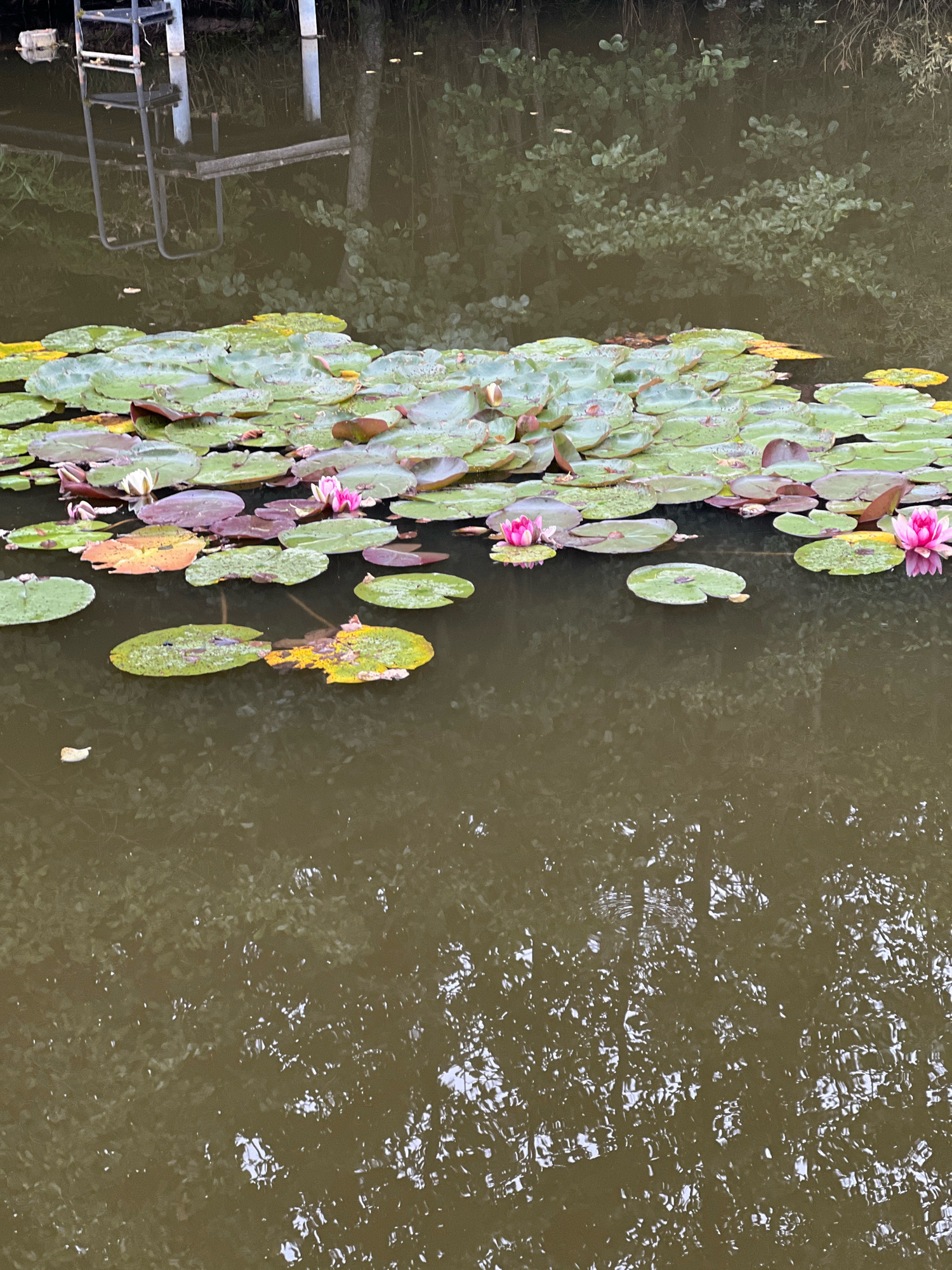 The image shows a close-up, slightly elevated view of a pond or calm body of water filled with lily pads and a few pink water lilies. The lily pads are a mix of green and some with reddish-purple undersides, with some yellowing or decaying ones also present. The water is dark brown and reflects the surrounding vegetation and what appears to be a ladder or steps leading into the water from a dock on the upper left of the frame. The reflections on the water are blurred and abstract, dominated by dappled light and shadows of trees and foliage. No people are visible in the image. The scene suggests a natural or semi-natural aquatic environment, possibly a park or a quiet residential area with water features. Without further context, it is impossible to determine the specific location within Vilnius, Lithuania.