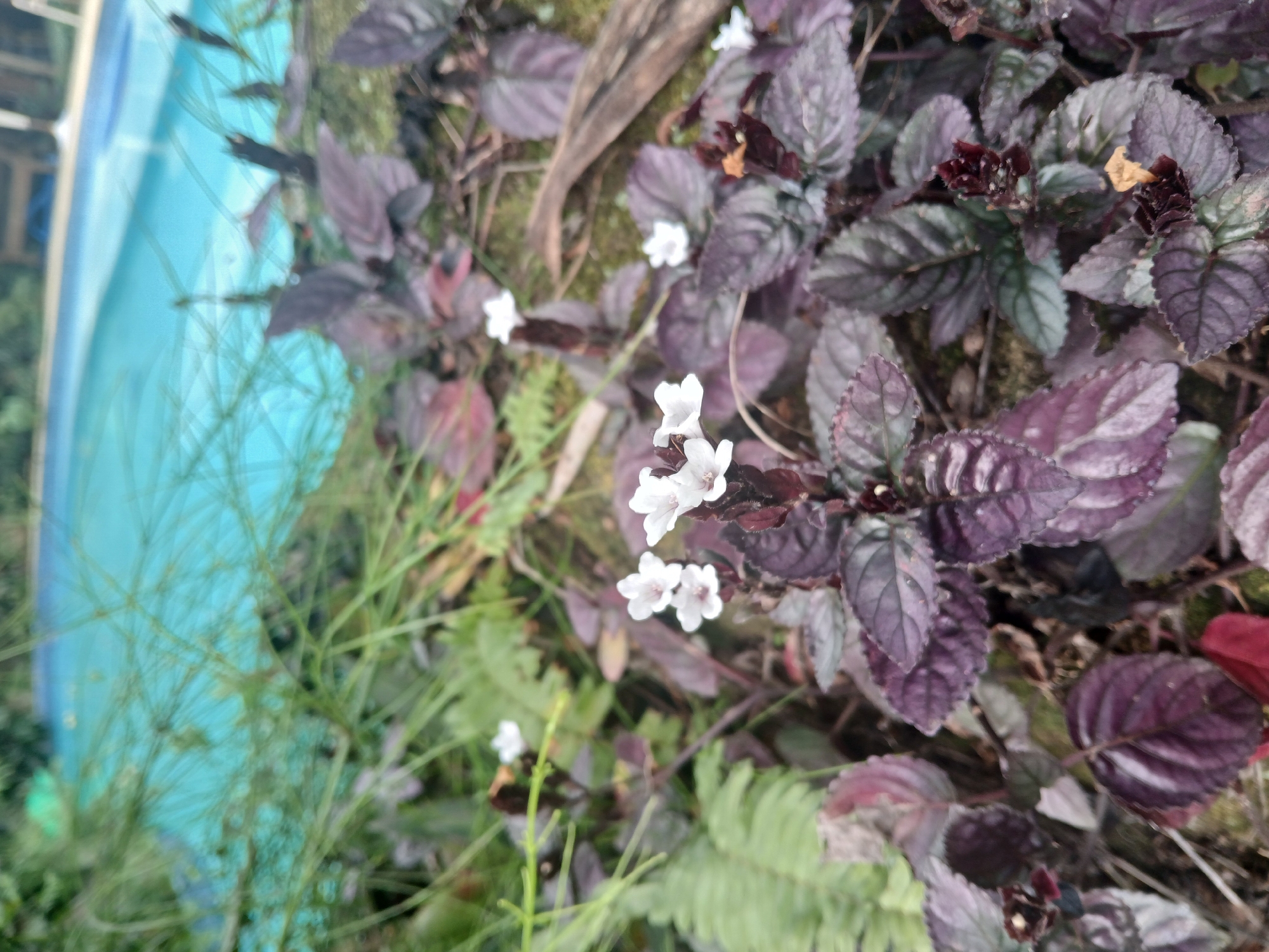 The image shows a close-up view of dark purple foliage and small white flowers, likely in a garden setting. In the background, a bright blue swimming pool is visible, along with some green foliage and hints of outdoor furniture. The scene appears to be outdoors, with natural lighting. Without specific landmarks or context, it is impossible to definitively determine the location within Rio de Janeiro, Brazil. However, the presence of a swimming pool suggests a residential or recreational area. The focus is on the plants in the foreground, showcasing their textured leaves and delicate blossoms.