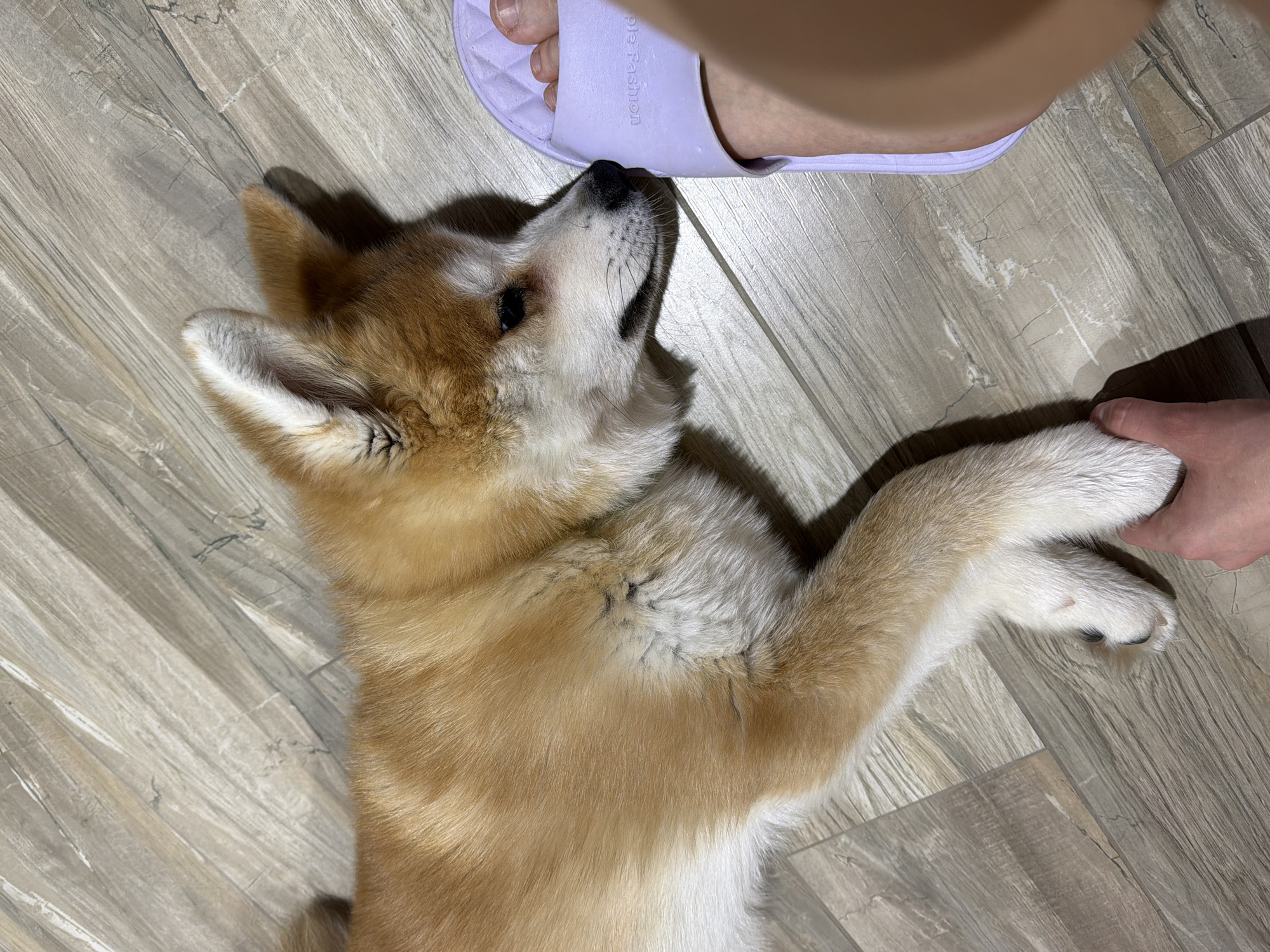 An Akita puppy is lying on a wood-look laminate floor. The puppy is light brown with white markings on its belly, legs, and face. It is looking up at a foot in a lavender sandal. A human hand is holding the puppy's paw. The scene appears to be indoors. There is no evidence to confirm the location is in the city of Chaikovsky, Russia.