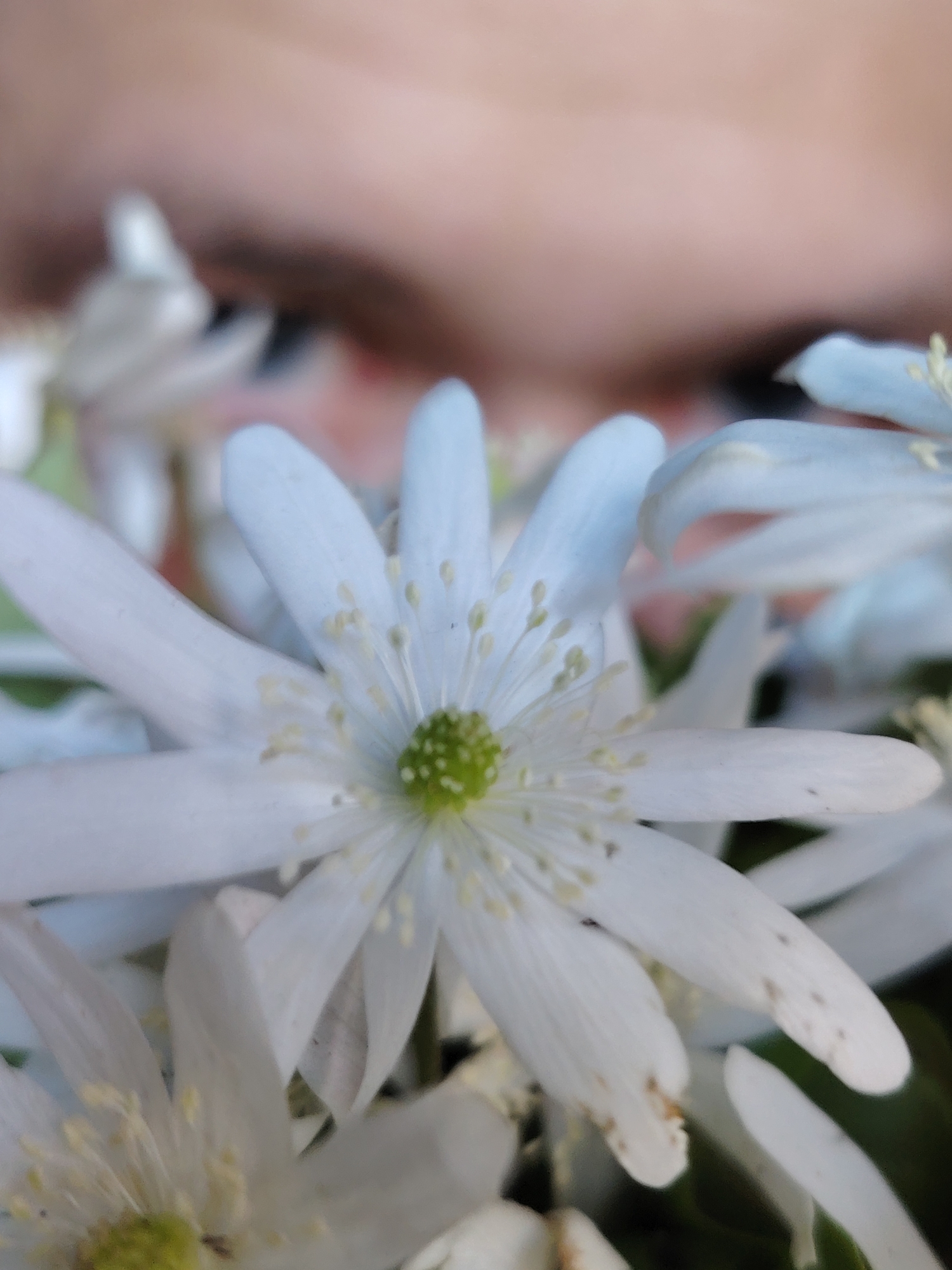 A close-up photograph showcases a cluster of white, star-shaped flowers with a shallow depth of field. The central flower is in sharp focus, revealing delicate white petals radiating from a vibrant green pistil surrounded by numerous light yellow stamens. Other similar flowers appear blurred in the foreground and background, suggesting a bouquet or natural grouping.
In the upper portion of the image, highly blurred elements of a human face are visible, specifically an eye and an eyebrow, with light to medium skin tones. This indicates the flowers are being held or are in very close proximity to a person. The overall impression is one of detailed observation of the flora. No specific activity or event is clearly depicted. There is no visible text, and the time of day, weather, or specific location cues are not discernible from the image itself. The provided context indicates the location is Chaikovsky, Russia.