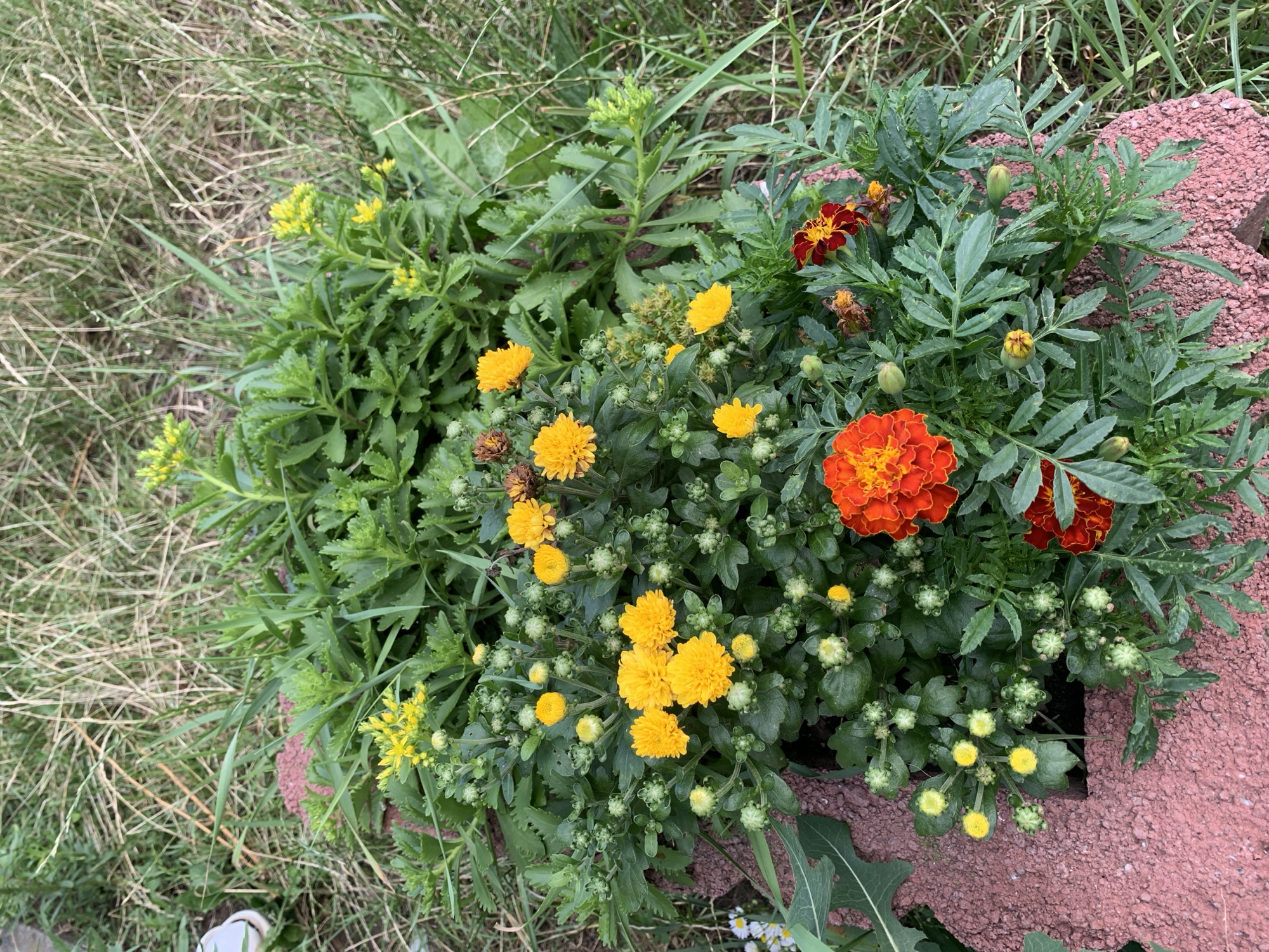 The image shows a close-up, high-angle shot of a planter filled with a variety of flowers and greenery. The planter itself appears to be made of red, textured material, possibly concrete or brick, and is partially visible at the bottom and left edges of the frame.
Dominant in the planter are several bright orange and yellow flowers. The largest orange flower, a marigold, is prominent in the lower center, with ruffled petals. To its left and above, several smaller yellow chrysanthemum-like flowers are clustered. There are also yellow flowers on taller stalks towards the top of the planter, which appear to be a different species, possibly sedum. Numerous green buds are scattered throughout the foliage, suggesting the plants are in various stages of bloom. The leaves are predominantly dark green, with some lighter green foliage interspersed.
The planter is set amidst a background of green grass and some dried, straw-like vegetation, indicating an outdoor setting. The lighting suggests it is daytime, with soft shadows indicating overcast or diffused sunlight. No people or animals are visible in the image. The overall scene depicts a garden or outdoor decorative planting.
There is no information within the image to suggest its location in the city of Kolomyia, Ukraine.