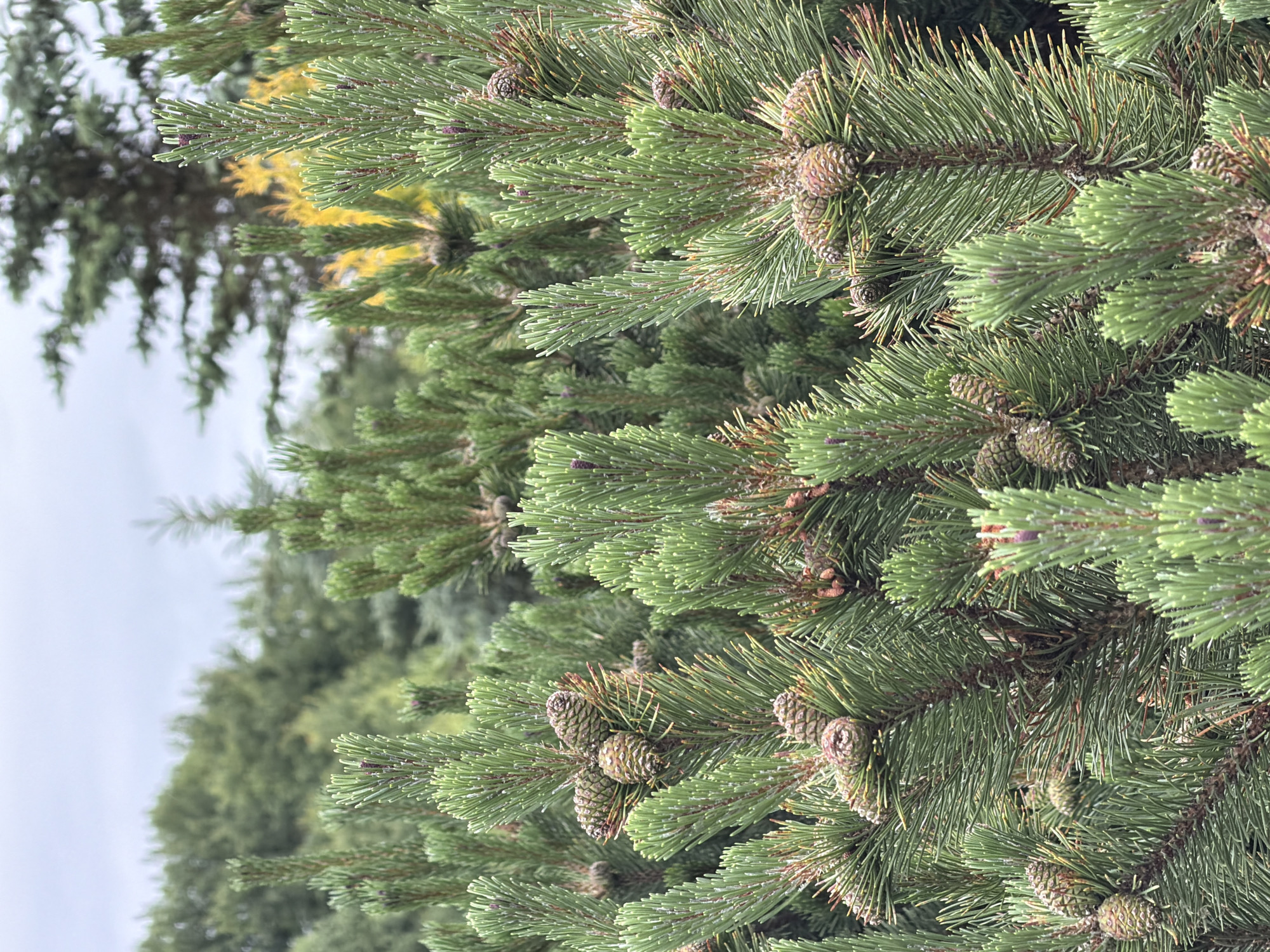 This is a close-up, vertically oriented, natural-light photograph of pine branches in Akatovo, Russia. The foreground is dominated by lush, green pine needles and several small, brown pinecones. The needles are densely packed and appear to have a slight dusting, possibly of pollen or frost. The pinecones are in various stages of development, some appearing more mature than others.
In the background, the focus softens, revealing more pine trees and foliage. A hint of yellow foliage is visible among the green, suggesting a change of season, likely autumn. The sky is overcast, creating a diffused light that evenly illuminates the scene. There are no people or visible text in the image. The overall impression is one of a tranquil, natural setting.