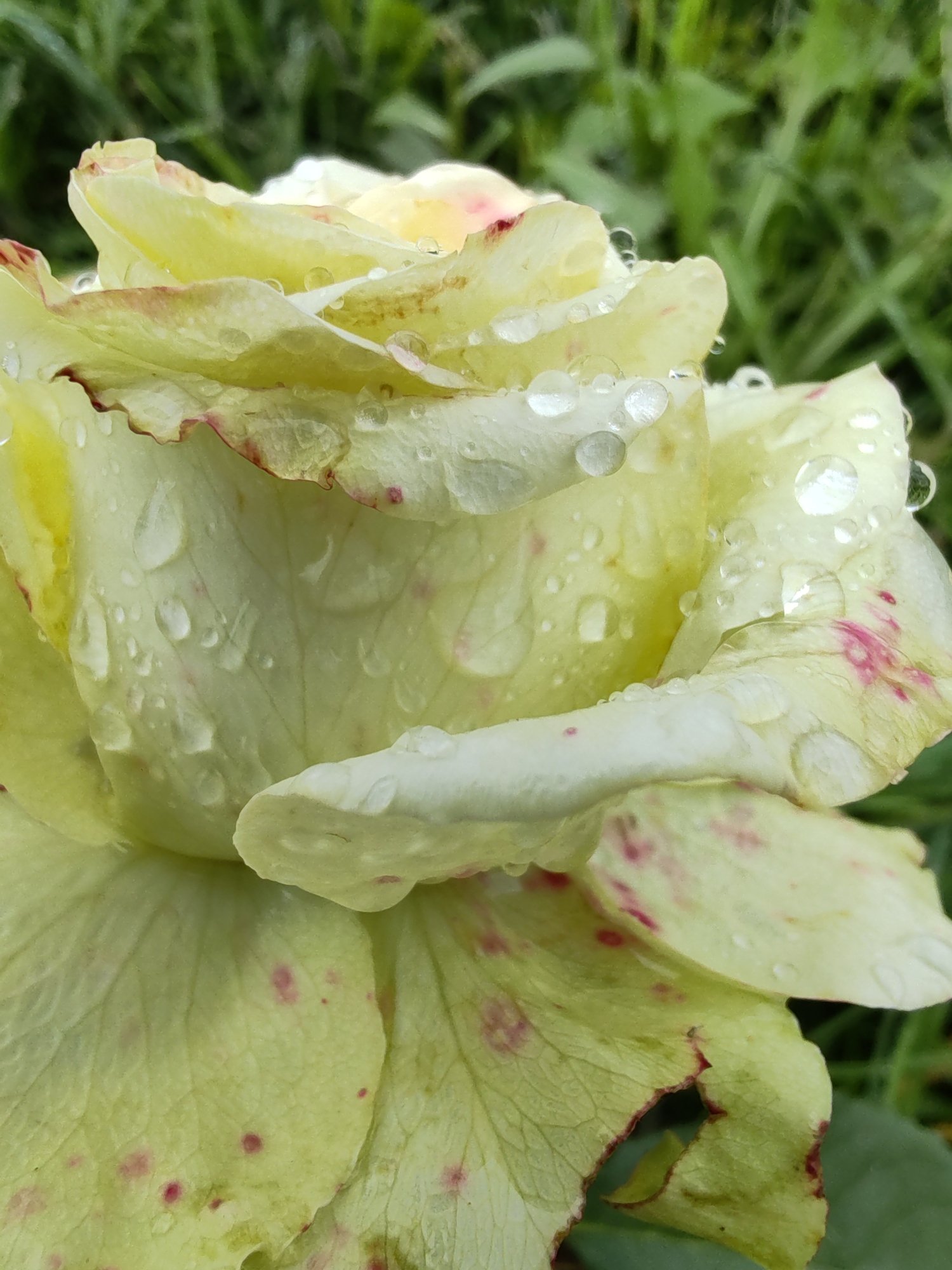 The image shows a close-up of a pale yellow rose with water droplets on its petals. The rose has a slight reddish-pink tint along the edges of some petals and scattered pink spots. The background is blurred green foliage, suggesting an outdoor garden setting. There are no people or visible structures. The scene is a naturalistic detail of a blooming flower after a rain or with dew. The location is specified as Chukhlem, Russia.