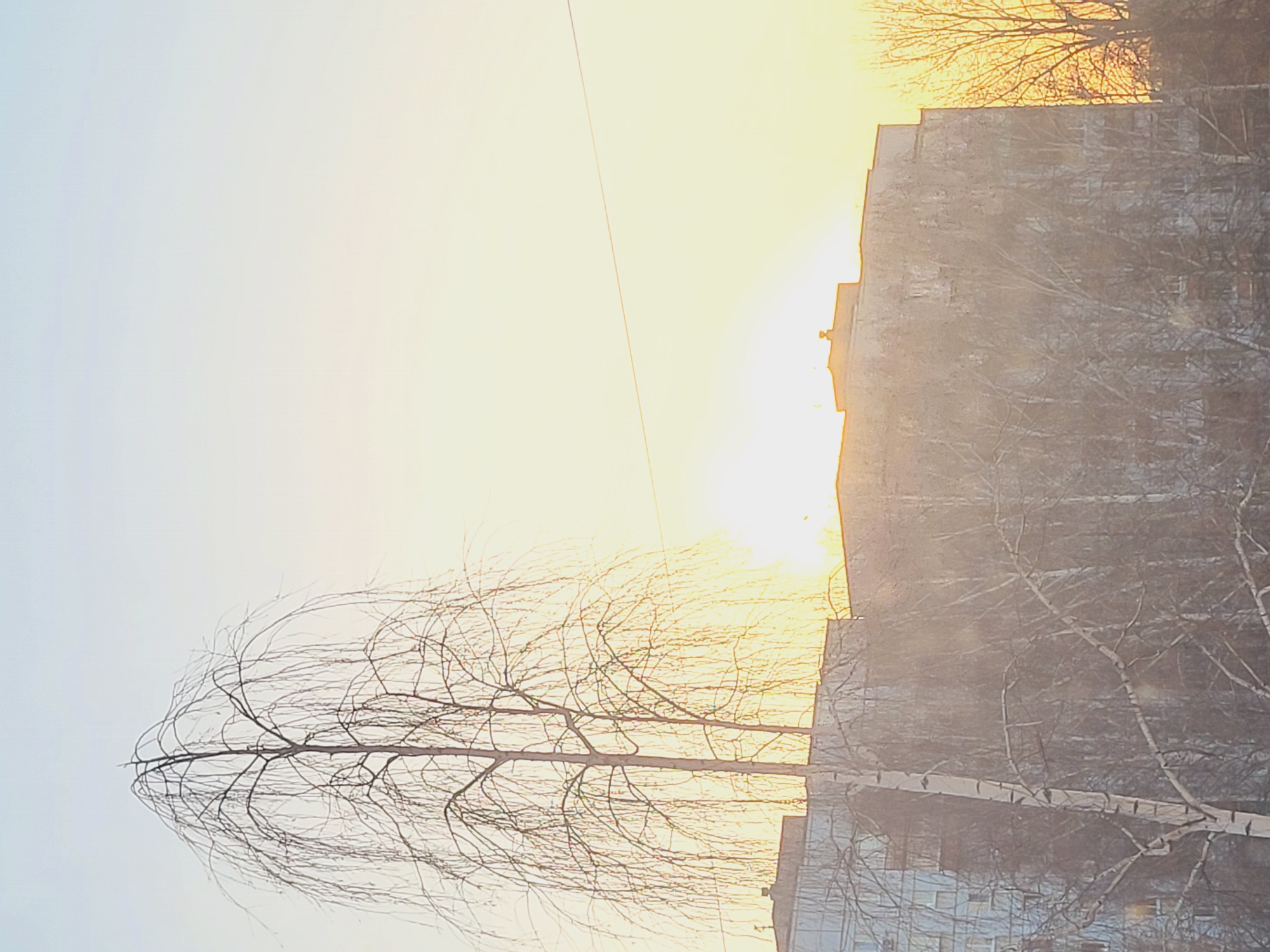 The image, taken in the city of Chaikovsky, Russia, shows a stark urban landscape at dawn or dusk. A multi-story concrete building dominates the right side of the frame. Its facade is obscured by a tangle of bare tree branches. To the left, a single, leafless birch tree stands prominently, its slender trunk and delicate branches silhouetted against the bright, hazy sky. The sun, a radiant orb, is partially obscured by the building, casting a golden glow across the sky and creating a strong backlight that emphasizes the stark contrast between the tree's branches and the building's silhouette. A power line cuts across the sky. There is no indication of people in the image. The scene is quiet and still.