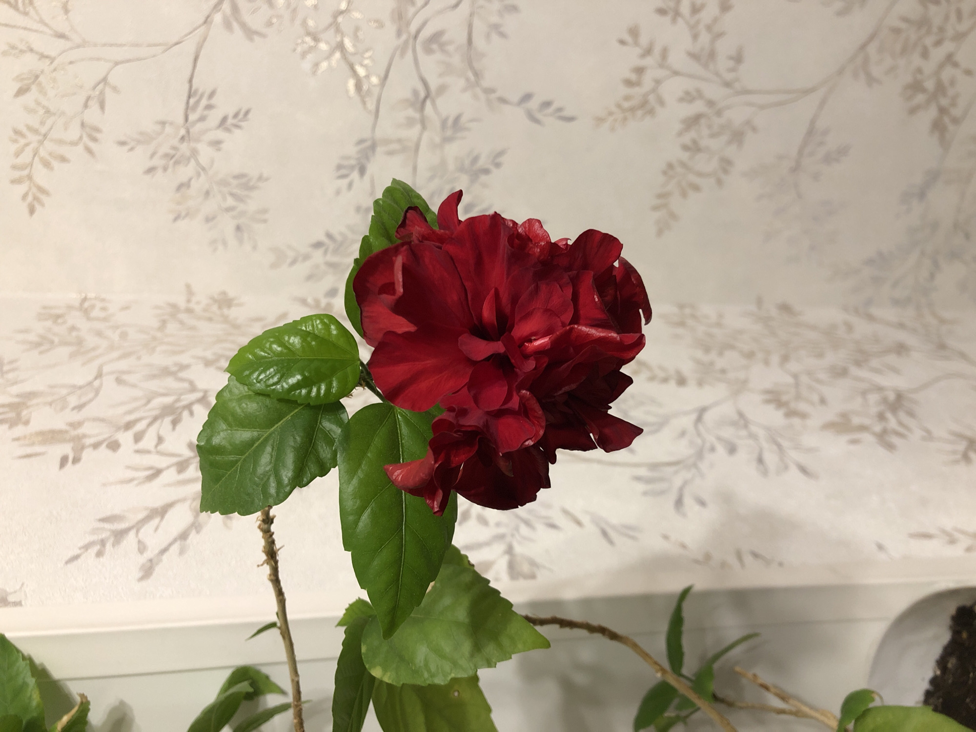 A red hibiscus flower with layered petals and green leaves is in focus against a lightly patterned wallpaper background. The flower is positioned slightly to the right of the center of the image. A thin stem extends from the left side of the frame, with some of the plant's foliage visible in the lower left corner. The wallpaper features a delicate, repeating pattern of branches and leaves in a muted, beige tone. No people or specific Moscow landmarks are visible in the image.
