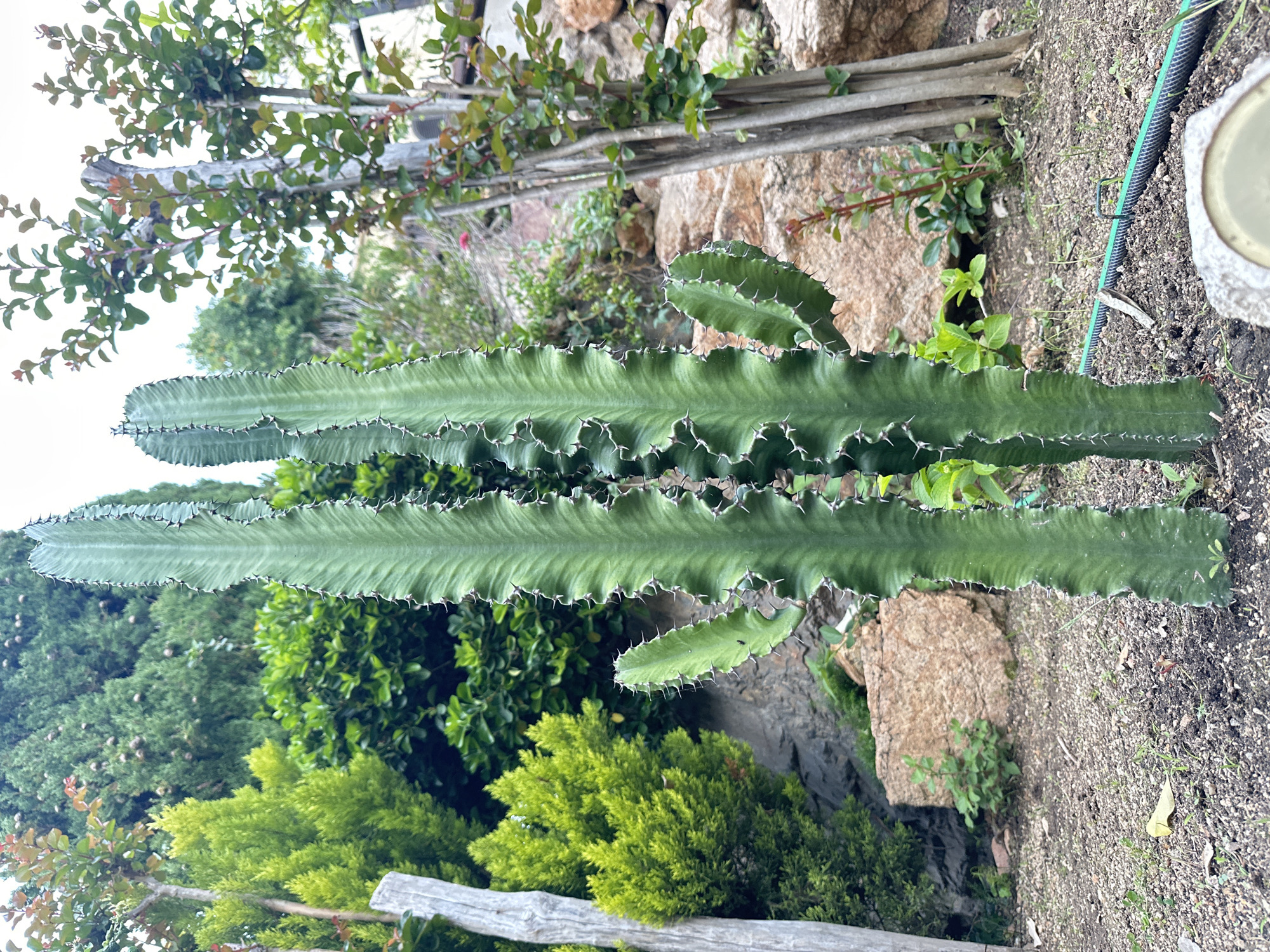 The image depicts a close-up view of a cactus-like plant, specifically a Euphorbia trigona, in an outdoor setting. The plant has three prominent, upright stems with spines along their edges. The background includes various plants and foliage, along with rocks and soil. A wooden structure is visible in the foreground. The presence of stone walls and the typical vegetation suggest this image might be taken in Sant Feliu de Guíxols, Spain, given its coastal Mediterranean environment. There are no people visible in the image. The scene is static, showing the natural environment of the plant.