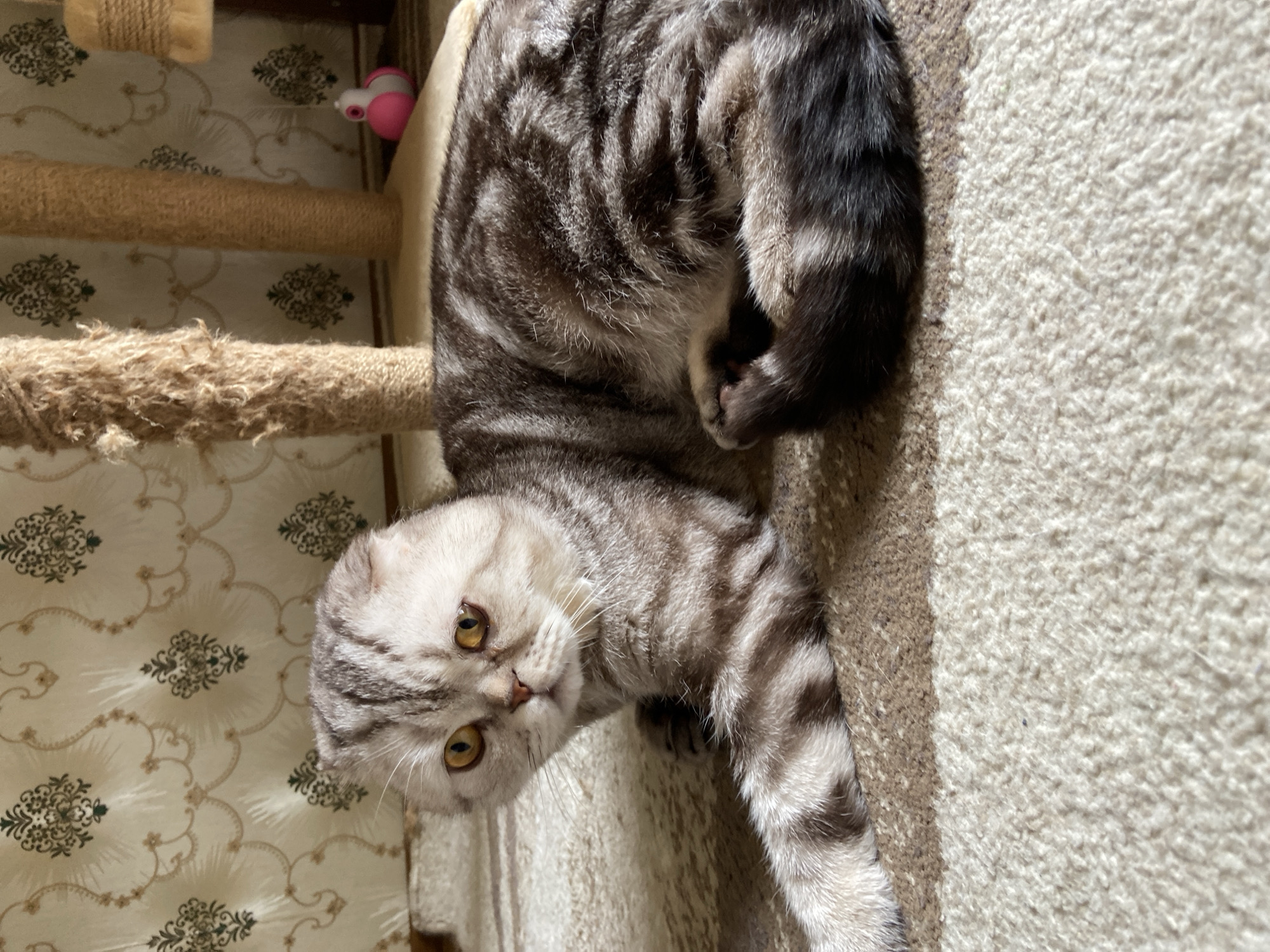 A Scottish Fold cat is lying on a beige and brown striped carpet in front of a wall with floral wallpaper. The cat is grey and white with black stripes and yellow eyes. It is looking towards the camera with its left paw extended. In the background, there are two cat trees, one made of sisal rope and the other covered in shredded sisal. A pink and white cat toy is visible to the right of the cat trees. The lighting suggests it is daytime. The image does not contain information that can place it in Poltava, Ukraine.