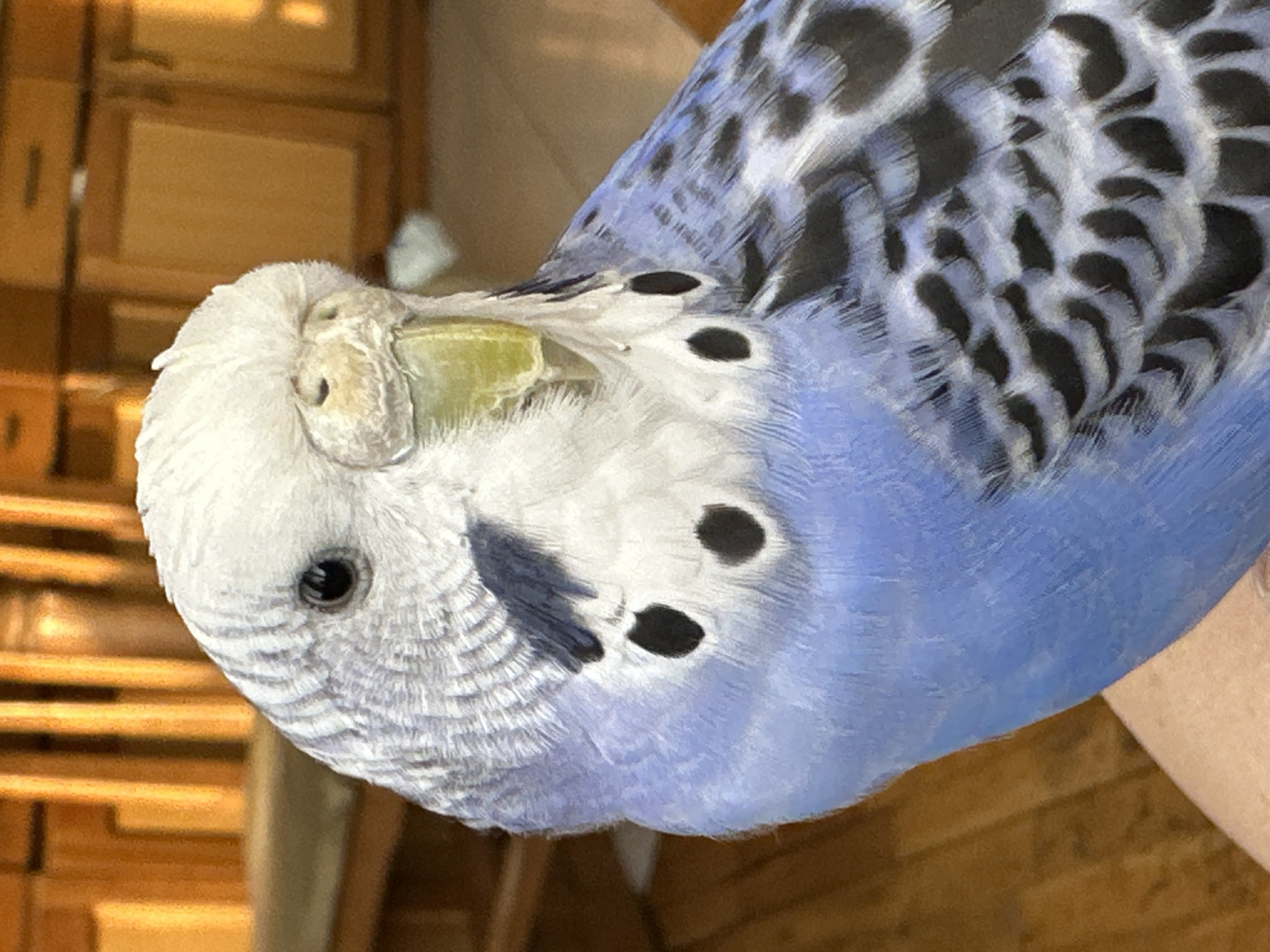 The image is a close-up portrait of a budgerigar, a small species of parrot, positioned on a person's arm or hand. The bird is predominantly blue and white with black markings on its wings and chest. Its head is white with greyish striations, and it has a bright green cere, the fleshy area above the beak. The budgie's eye is visible, appearing dark and round. The background suggests an indoor environment with warm-toned wooden furniture, possibly a kitchen or living area, with vertical slats and cabinet doors visible. The lighting is warm, creating soft shadows. The image does not contain any specific information about a location in the city of Unknown, Unknown.