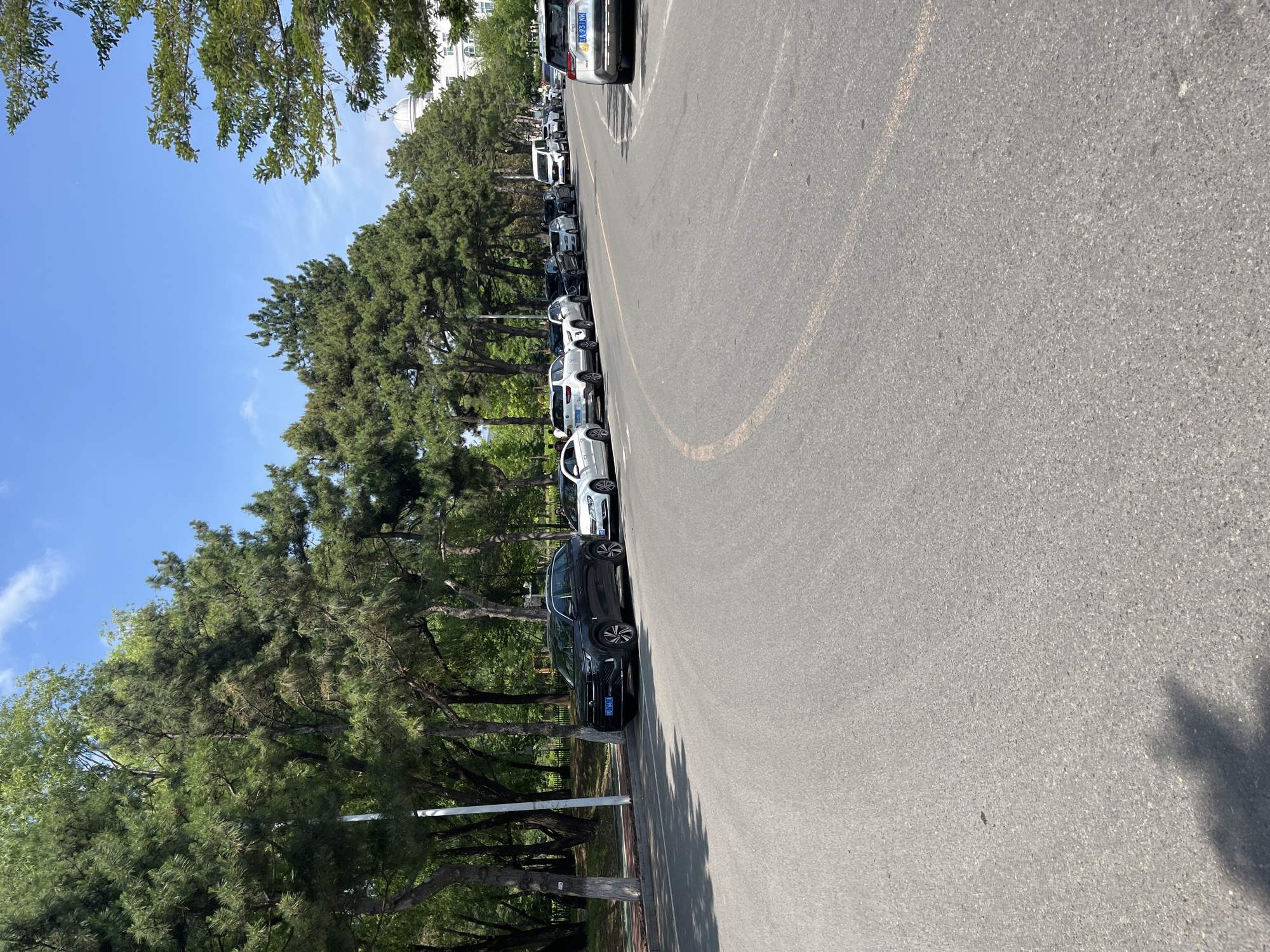 A straight-on, medium-range, eye-level shot shows a row of parked cars lining a paved road in a city. The cars, a mix of black, white, and silver SUVs and sedans, are parked in parallel along the right side of the road. A white van is also visible in the distance. The road has a single yellow line marking its edge. On the left side of the road, a sidewalk is visible, bordered by a low fence and lush green trees. The trees, primarily pine trees with some deciduous trees mixed in, form a dense canopy, casting dappled shadows on the road. A white pole stands prominently among the trees. The sky above is a clear blue with a few wispy white clouds. In the distance, a white building with a domed structure is partially visible, peeking through the trees. The overall impression is that of a quiet, tree-lined street in a city, possibly a university campus or residential area. The license plates of the cars are visible, suggesting they are registered vehicles. The image appears to have been taken on a bright, sunny day.