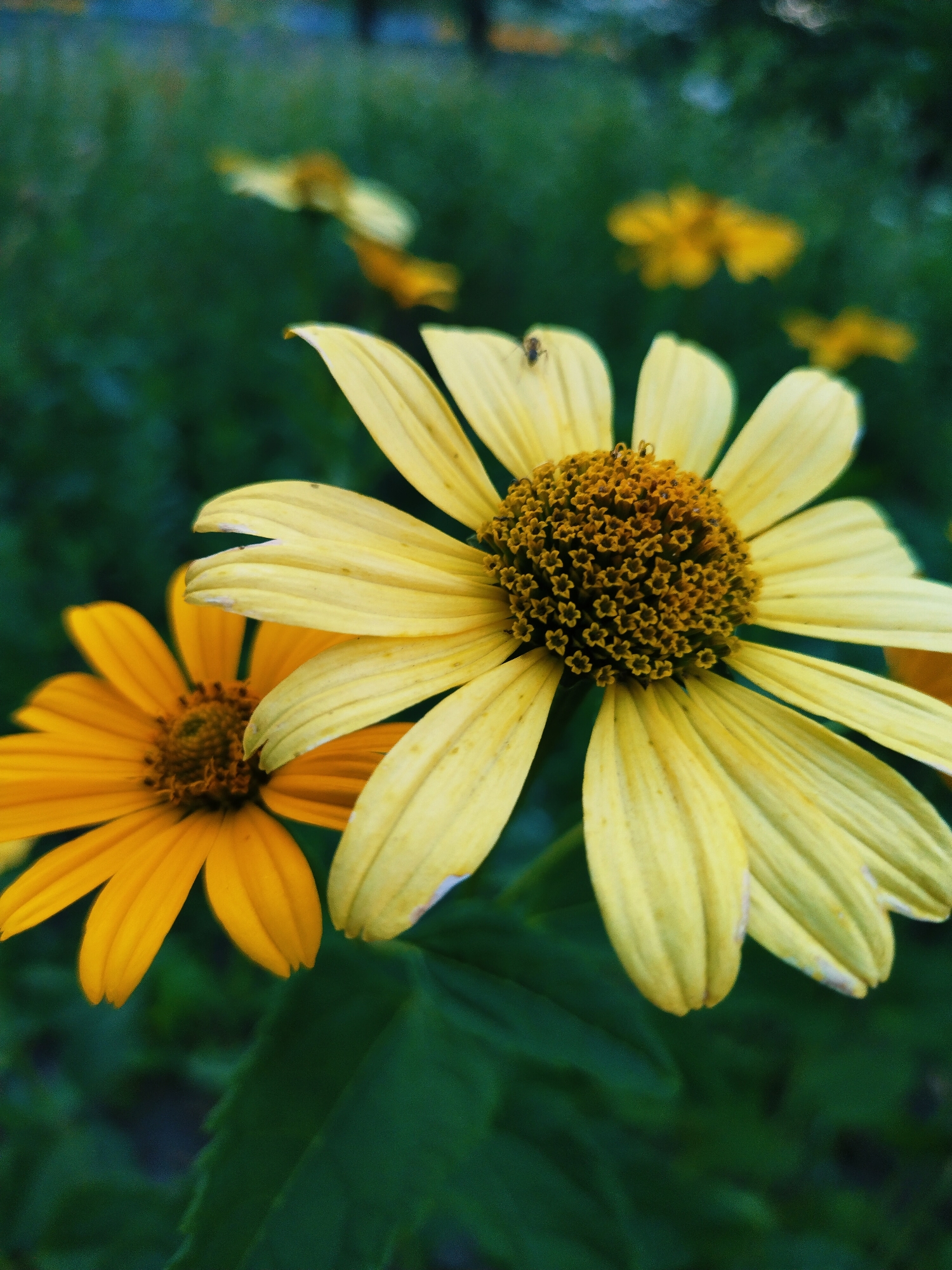 This is a close-up, vertical, outdoor shot of two daisy-like flowers with yellow petals. The flower in the foreground on the right is larger and pale yellow, with a dark brown center composed of many small florets. A small dark insect is visible on one of its petals. To the left and slightly lower is a smaller, vibrant orange flower, also with a dark center. The background is a blur of dark green foliage, with hints of other out-of-focus yellow flowers. The image was taken in Horishni Plavni, Ukraine.