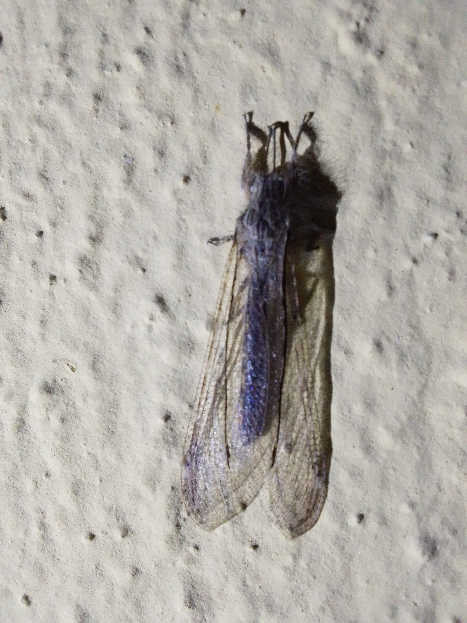 A dead insect, possibly a lacewing, is positioned vertically on a textured, light-colored surface that appears to be a wall in Serti, Nigeria. The insect is dark in color with translucent wings that have a metallic sheen. Its body is slender, and its wings are spread open, revealing intricate venation. The surface is uneven, with small pits and shadows that create a dappled effect. The lighting suggests it is either nighttime or a dimly lit area. There are no other objects or individuals visible in the frame.