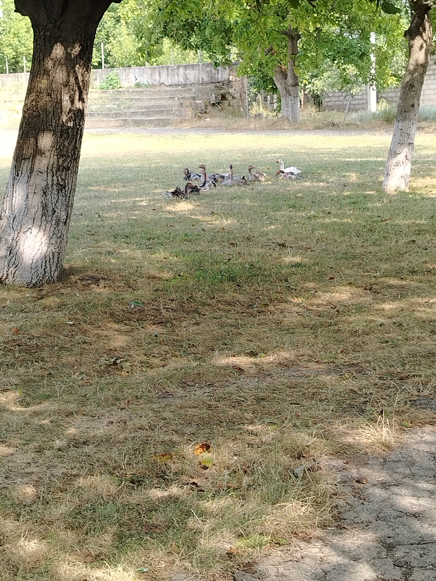 In Ignăței, Moldova, a flock of geese, including adults and goslings, rests on a grassy area beneath the dappled shade of trees. In the background, a stone wall with tiered seating is visible, bordered by foliage and trees. The scene is illuminated by natural sunlight.