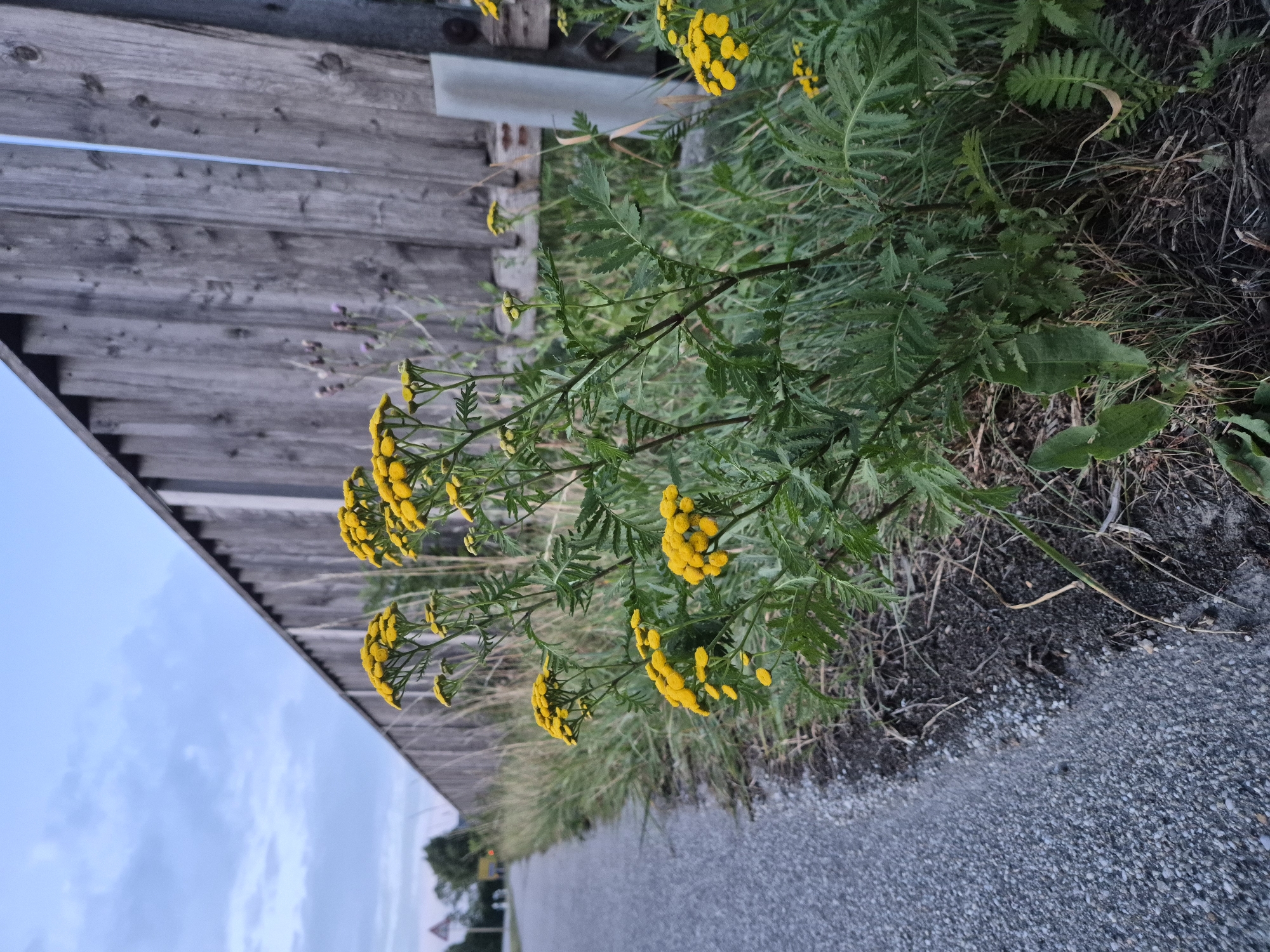 The image shows a roadside scene in Essenbach, Germany, focusing on a cluster of yellow tansy flowers (Tanacetum vulgare) growing by a gravel path. A weathered wooden fence runs along the right side of the image, with a metal post visible in front of it. The path curves to the left, leading into the distance where trees and a traffic sign are faintly visible under a cloudy sky. The ground is covered in dry grass and dark soil, indicating a natural, uncultivated area. There are no people or animals present in the scene. The overall impression is a quiet, rural setting on an overcast day.