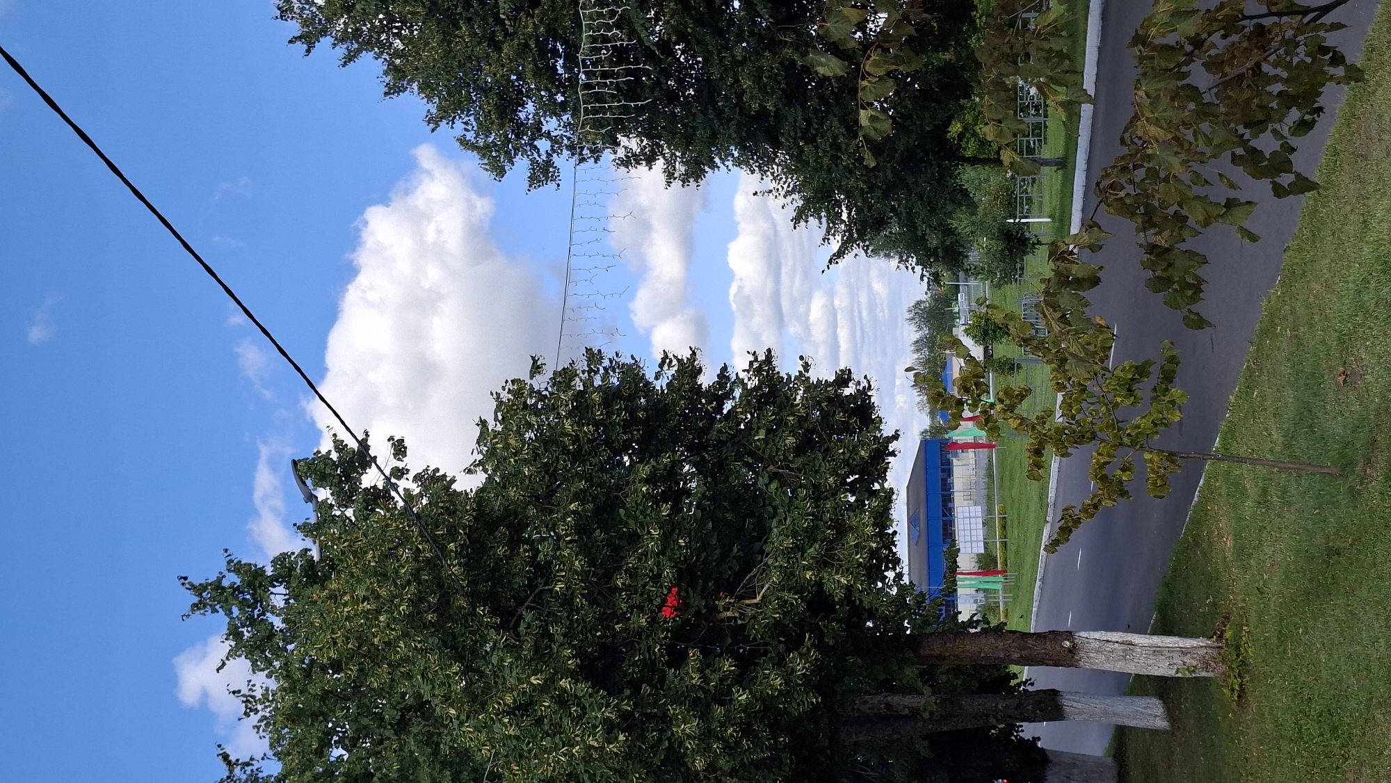 The image shows a view of a street in Myadzyel, Belarus. In the foreground, there are two large trees with green leaves on the left and right sides of the frame. A power line runs diagonally across the top of the image. In the mid-ground, there is a road with white markings and a small tree on the right side of the road. Further back, there is a blue building with flags in front of it. The sky is blue with white clouds. The overall scene depicts an outdoor environment on a clear day.
