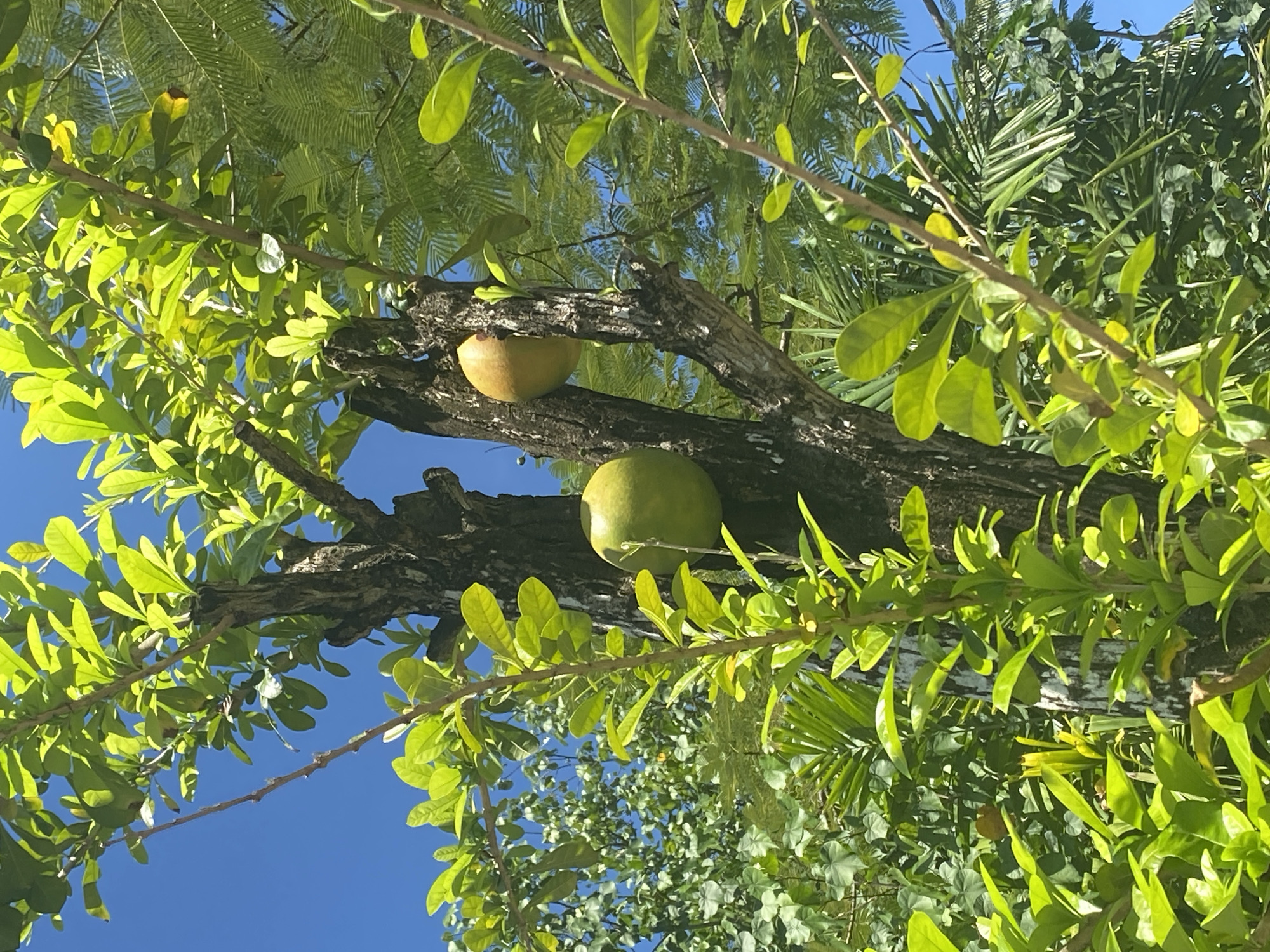 The image shows a tree with two fruits, one yellowish and one green, growing from its branches. The branches are surrounded by green leaves, and glimpses of blue sky are visible through the foliage. The location is Kuta Selatan, Indonesia.