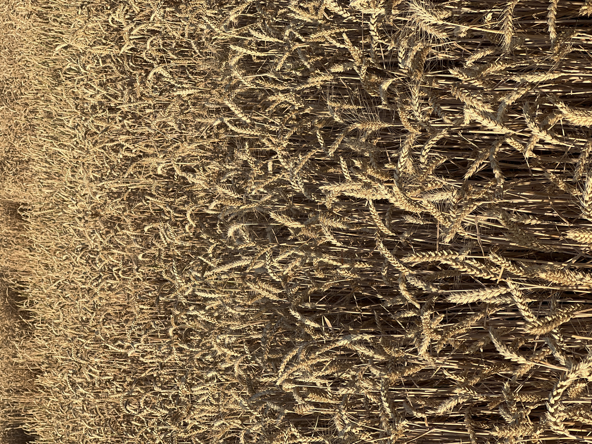 This is a high-angle, close-up, eye-level shot of a dense field of ripe wheat stalks. The wheat is golden brown and appears dry, indicating it is ready for harvest. The stalks are tall and tightly packed, creating a textured surface with various patterns of light and shadow due to the sunlight hitting the field. The image focuses on the wheat itself, with no visible sky, horizon, people, or man-made structures. The location is a wheat field in Měnín, Czechia.