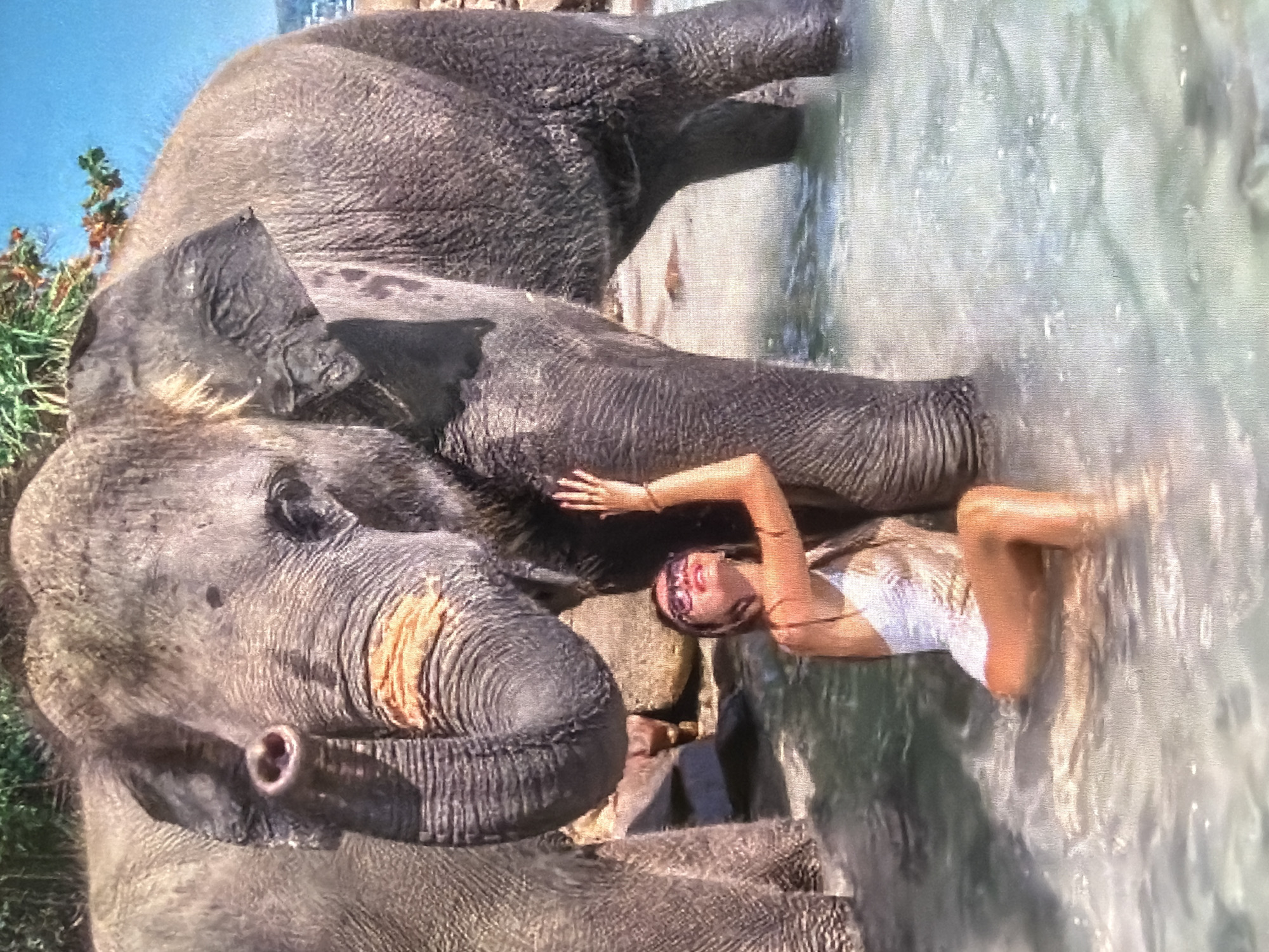 The image, rotated 90 degrees clockwise, displays a unique interaction between a woman and two elephants in shallow, clear water under bright daylight. In the foreground, a large elephant's head, trunk, and part of its body are prominently featured. This elephant has a noticeable circular piercing in its right earlobe and some orange-brown marks on its trunk near the mouth. Behind it, another elephant's head and upper body are partially visible.
The woman is lying on her back in the water, positioned alongside the larger elephant. She wears a light-colored, possibly white, swimsuit and has dark sunglasses on her head. Her expression, framed by red lipstick, appears relaxed. Her body is partially submerged, with her legs extending into the water and one arm bent upwards.
The setting suggests a warm, sunny outdoor location, possibly a calm beach, river, or a large dedicated pool. Rocks are visible beneath the water's surface, and green vegetation lines the left edge of the frame. The water shows gentle ripples and reflections, typical of a sunny day. No text is visible in the image. The scene conveys a moment of close, peaceful co-existence or interaction between the woman and the elephants.