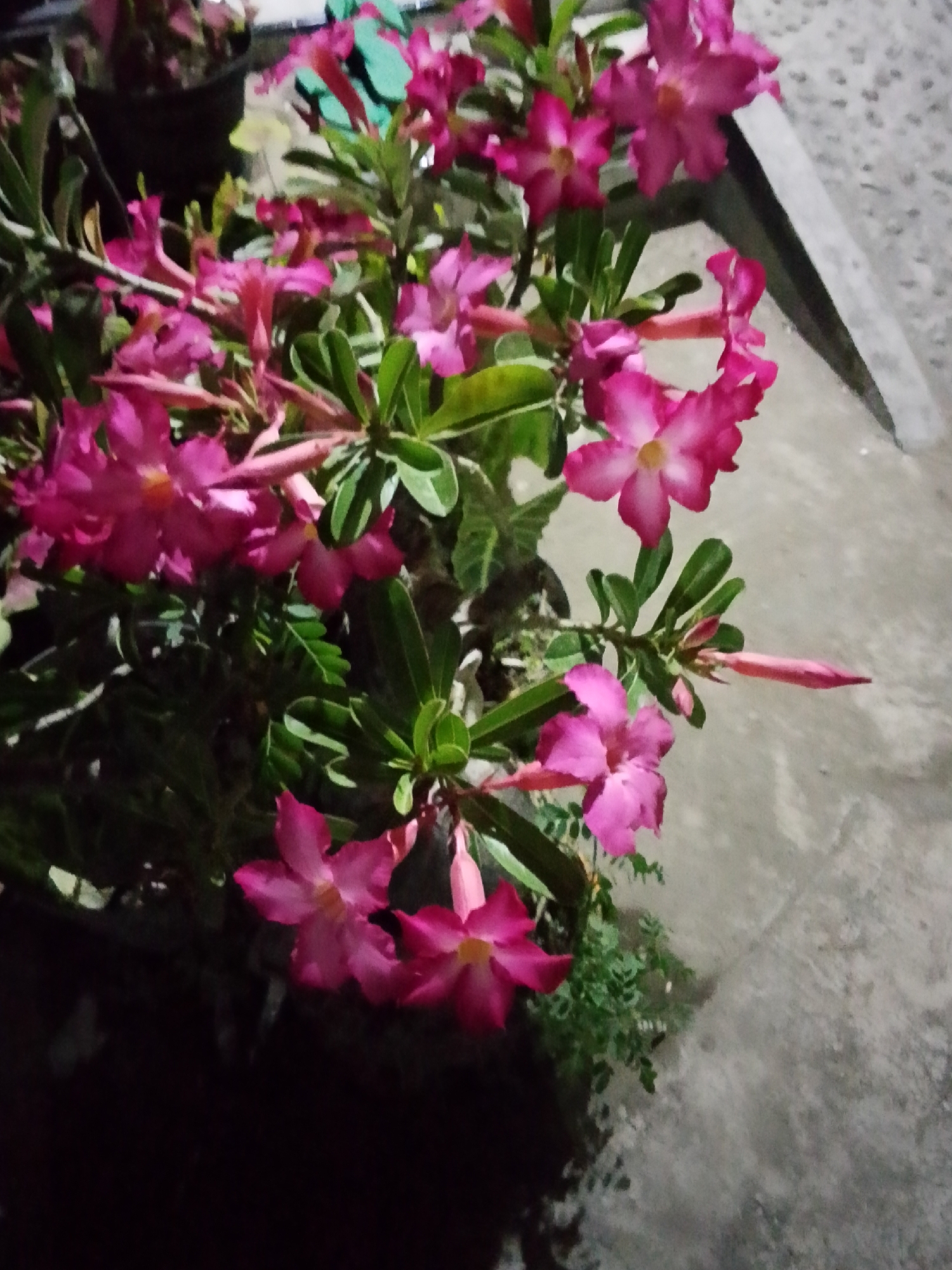 A close-up, overhead shot captures a cluster of vibrant pink Adenium flowers in bloom, set against a muted gray concrete surface in Bulurejo, Indonesia. The flowers, with their delicate, trumpet-shaped petals and yellow centers, are the primary subjects, their lush green foliage forming a dense backdrop. Several buds, elongated and pink, hint at future blooms. The concrete surface, slightly textured and appearing damp in places, occupies the right side of the frame, suggesting an outdoor setting. A dark, shadowy area dominates the lower left, obscuring any potential ground-level details or structures. The lighting is dim, creating a slightly mysterious atmosphere, with the flowers illuminated by an unseen source. No people are visible in the image.