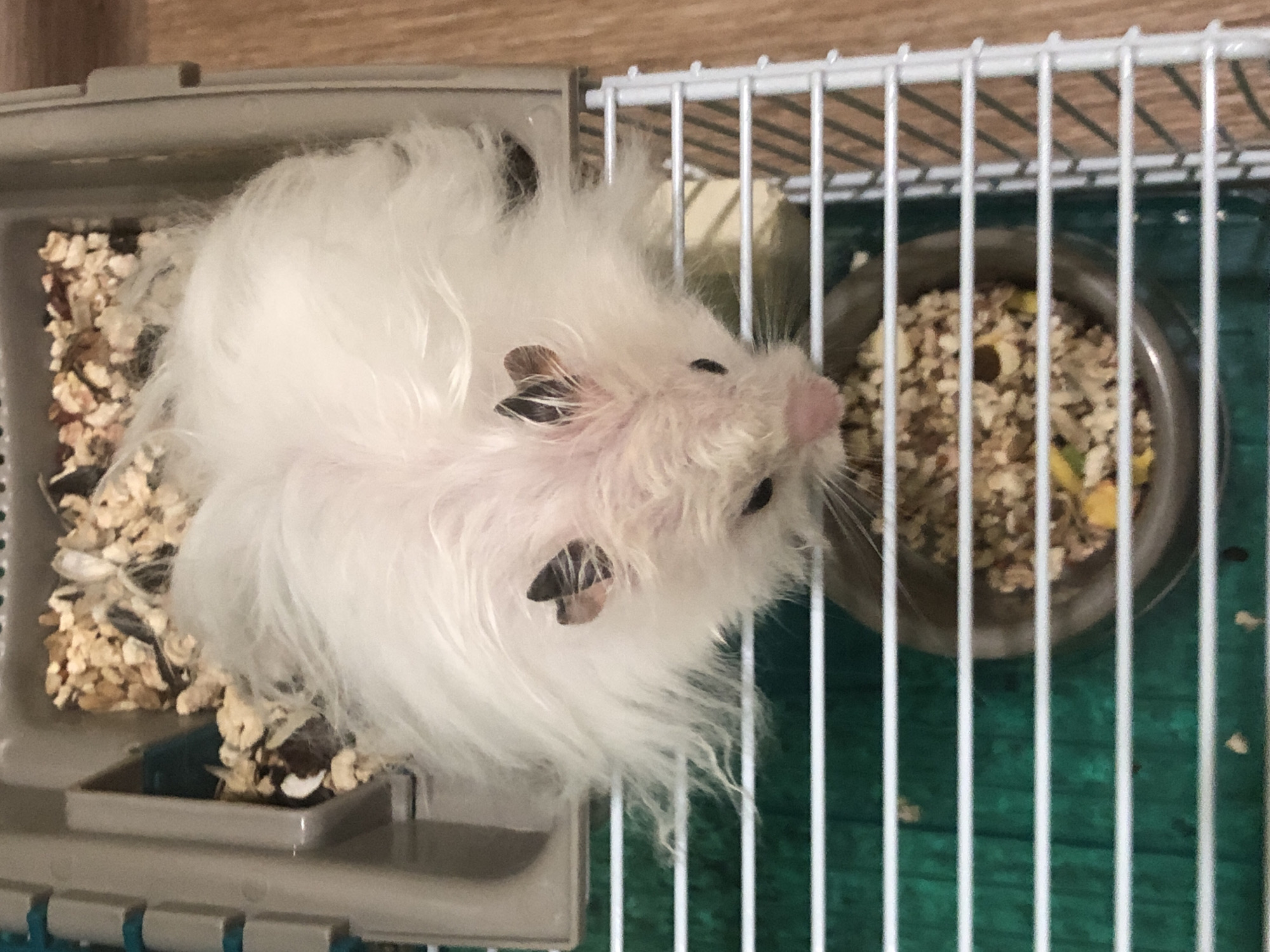 A fluffy, white hamster with black ears is nestled in wood shavings in the upper section of its cage. Below, a small food bowl contains hamster feed. The cage has white bars and a green base. The scene is captured from a top-down perspective. The image location is not identifiable as Solikamsk, Russia.