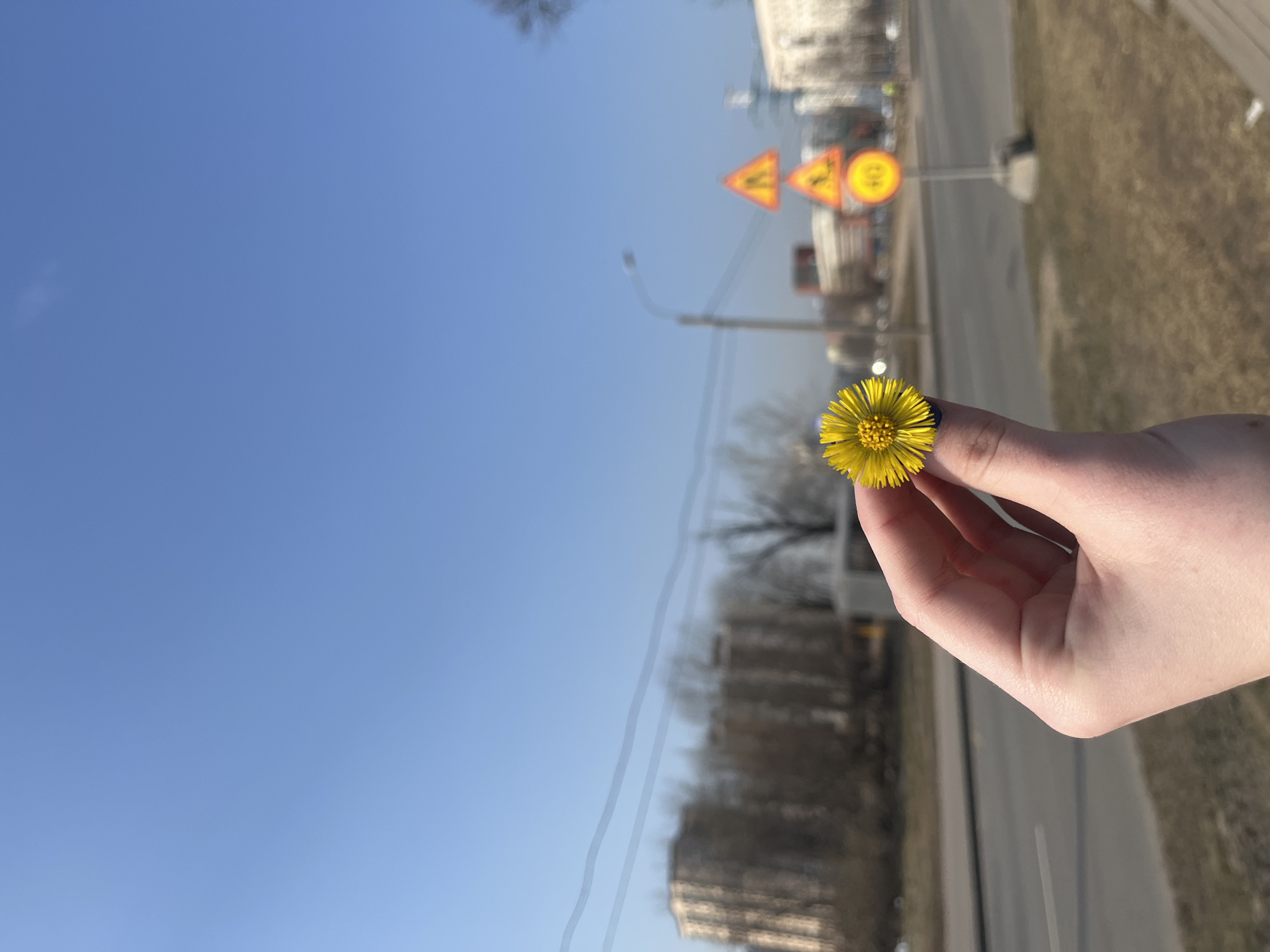 A hand holds a yellow flower in focus against a blurred background. The location appears to be an urban area. Buildings, trees, street signs, and a road are visible in the background. The sky is clear and blue. Based on visual cues such as the architectural style of the buildings and road signs, the image is likely from Saint Petersburg, Russia.